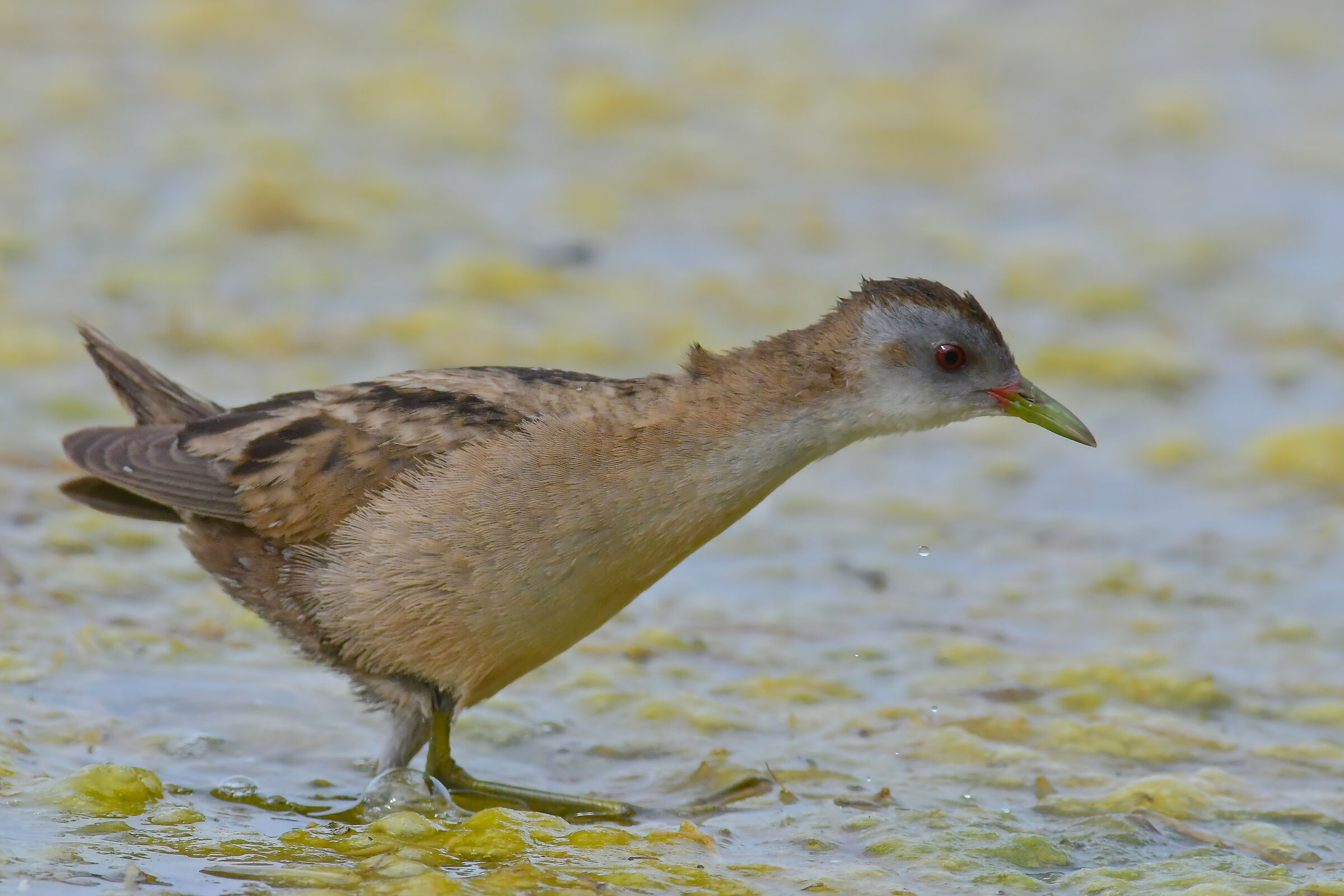 Running Crake