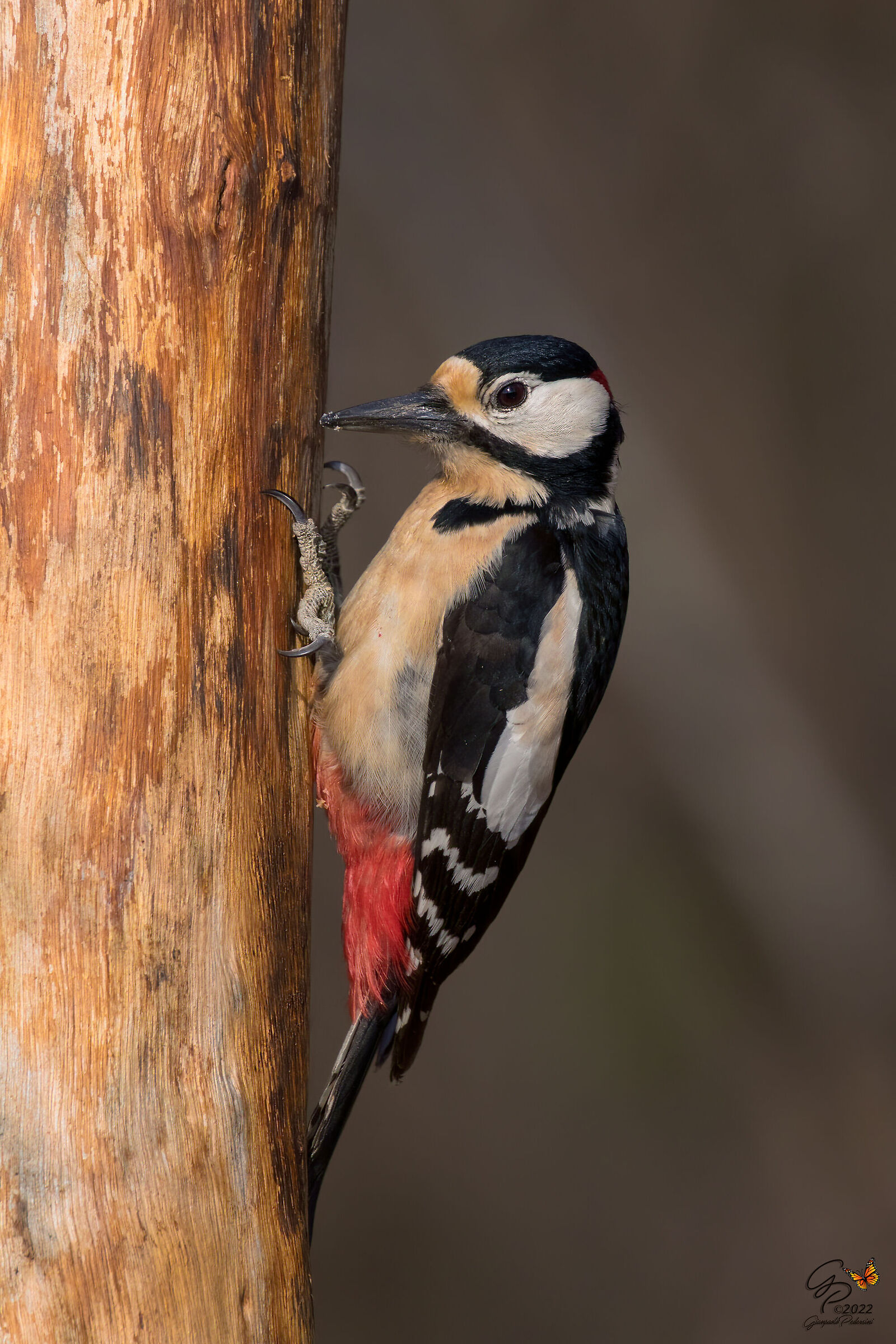 Picchio rosso maggiore