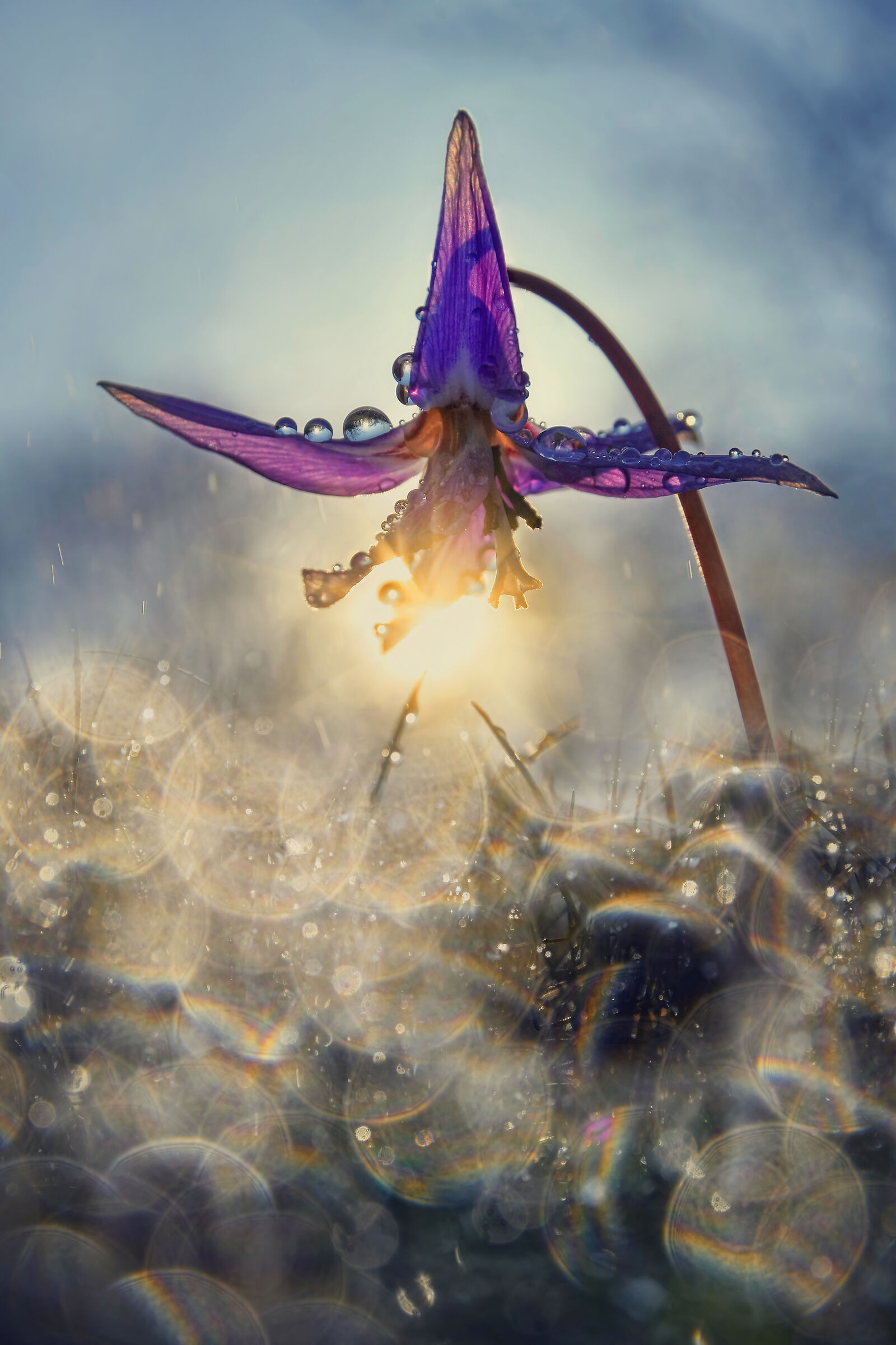 Nei giardini di marzo