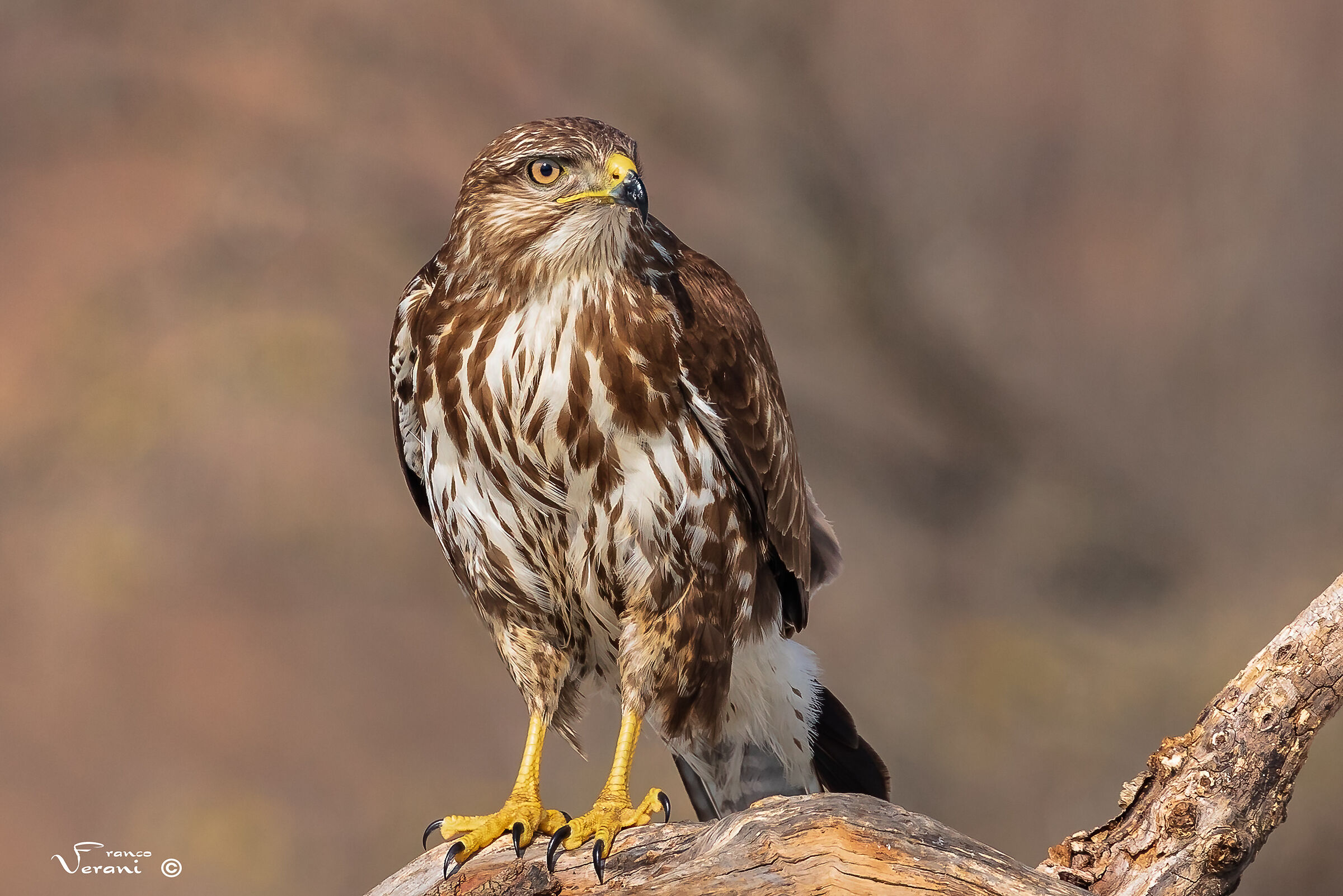 Poiana Buteo Buteo