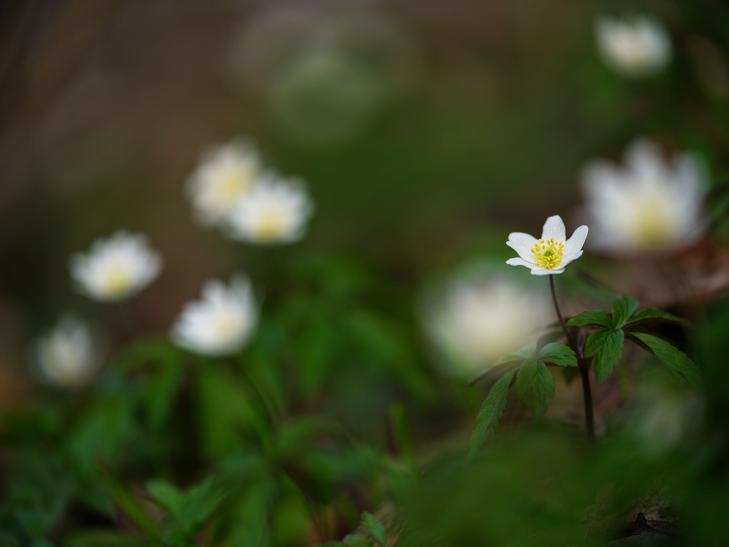 Anemone nemorosa