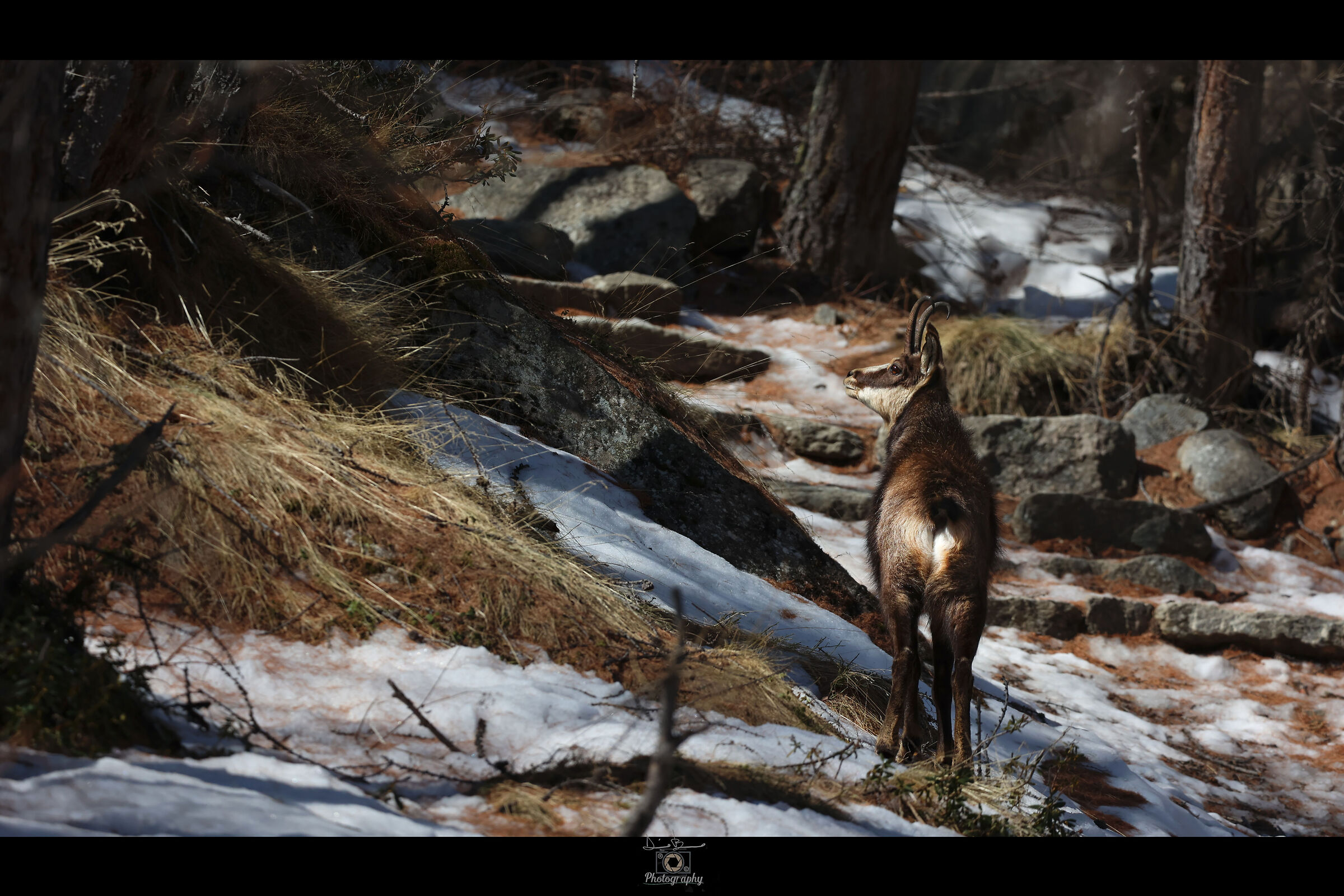 In sillenzio guardando i Camosci