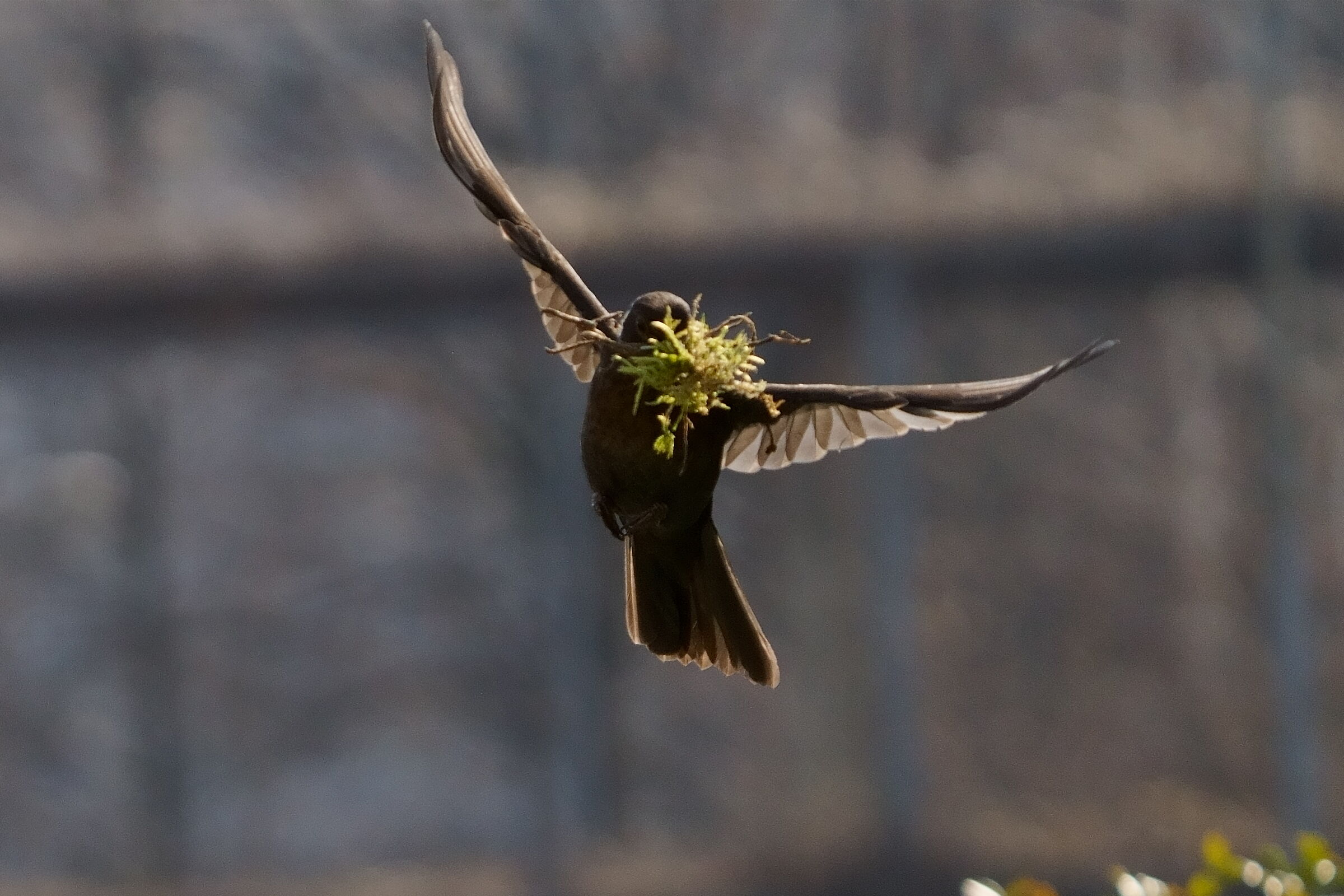 Female blackbird in nest construction
