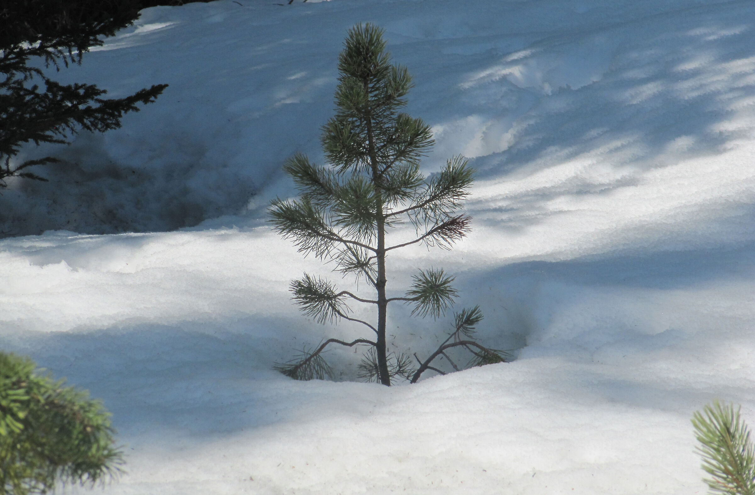 thaw