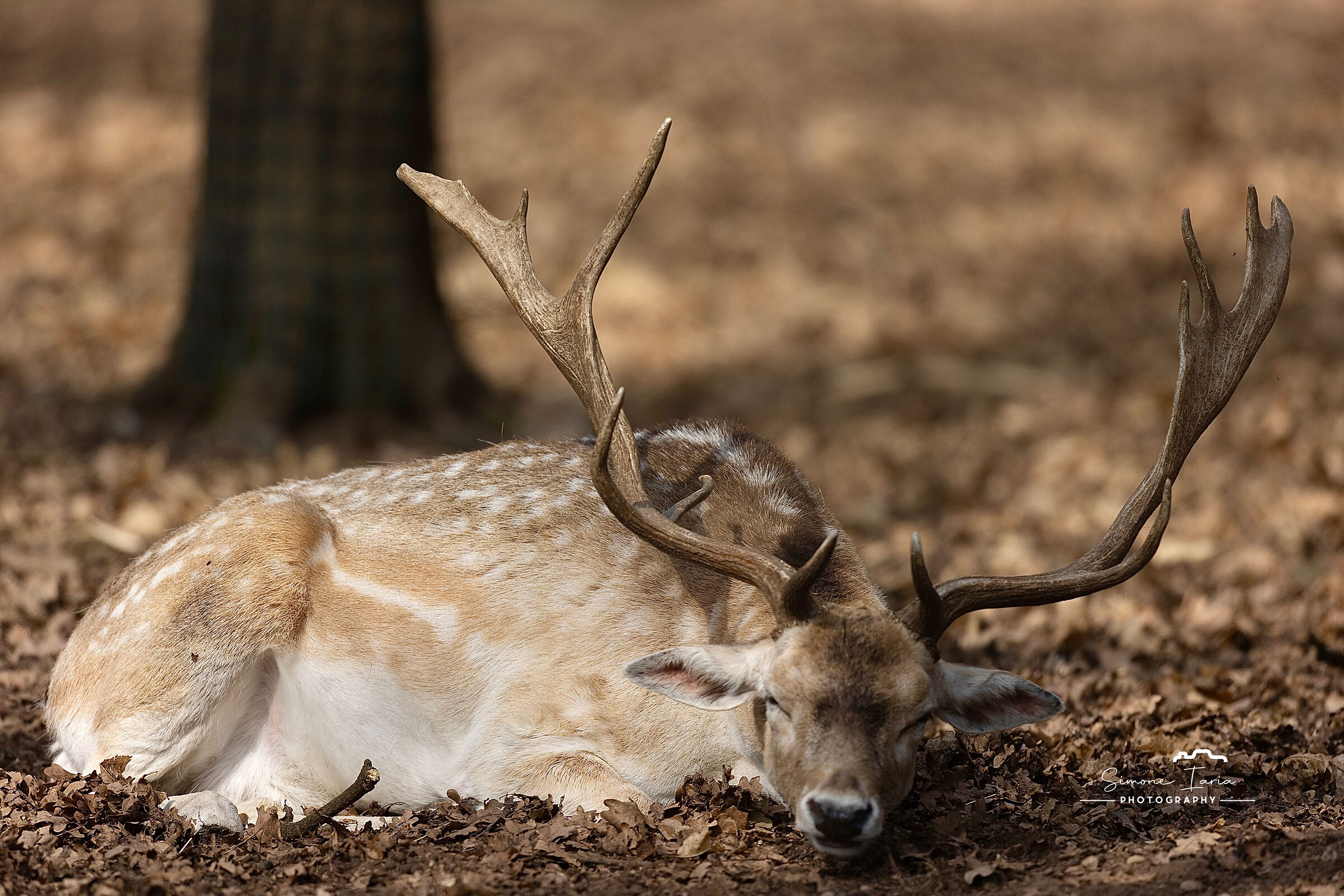 NAP