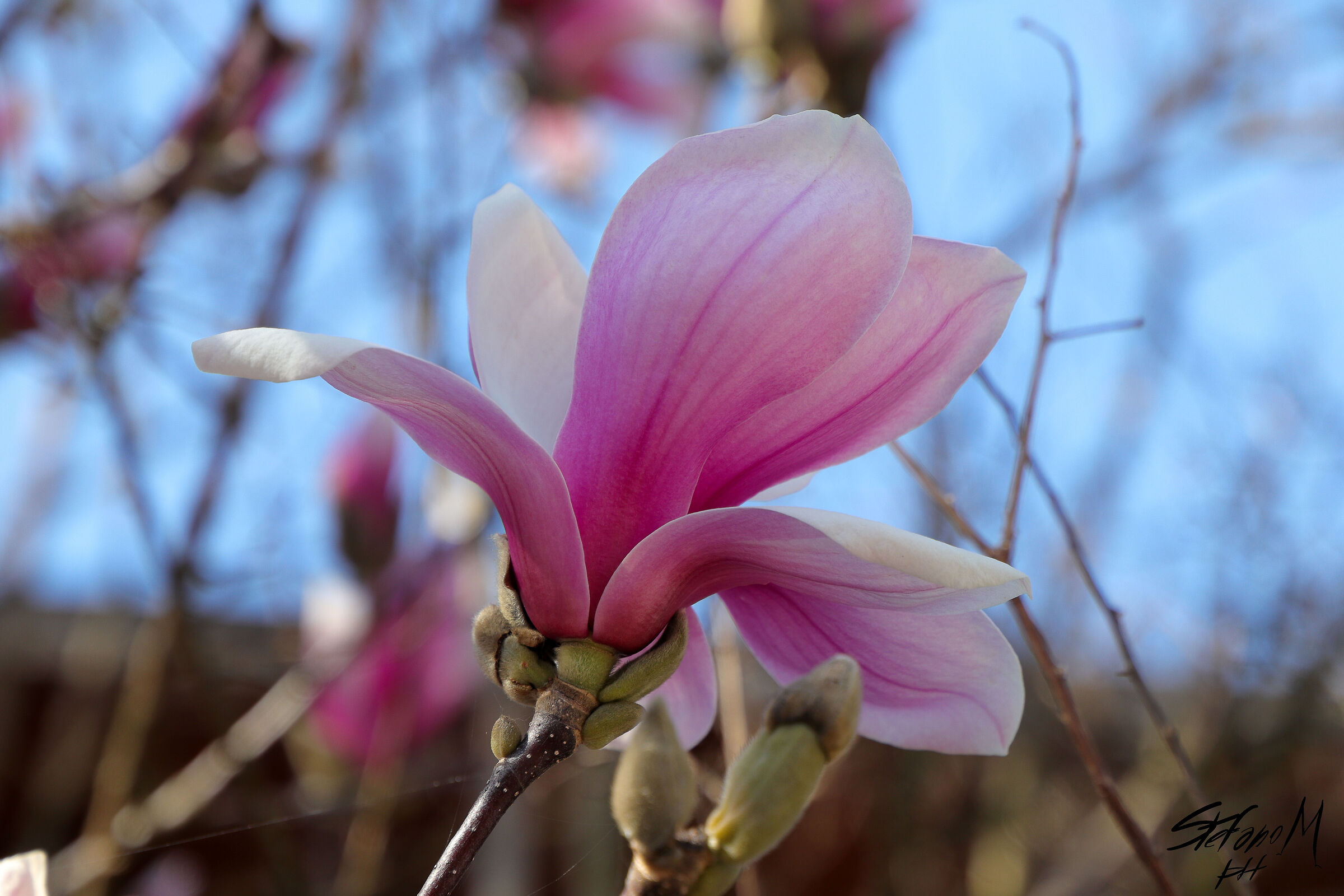 Magnolia