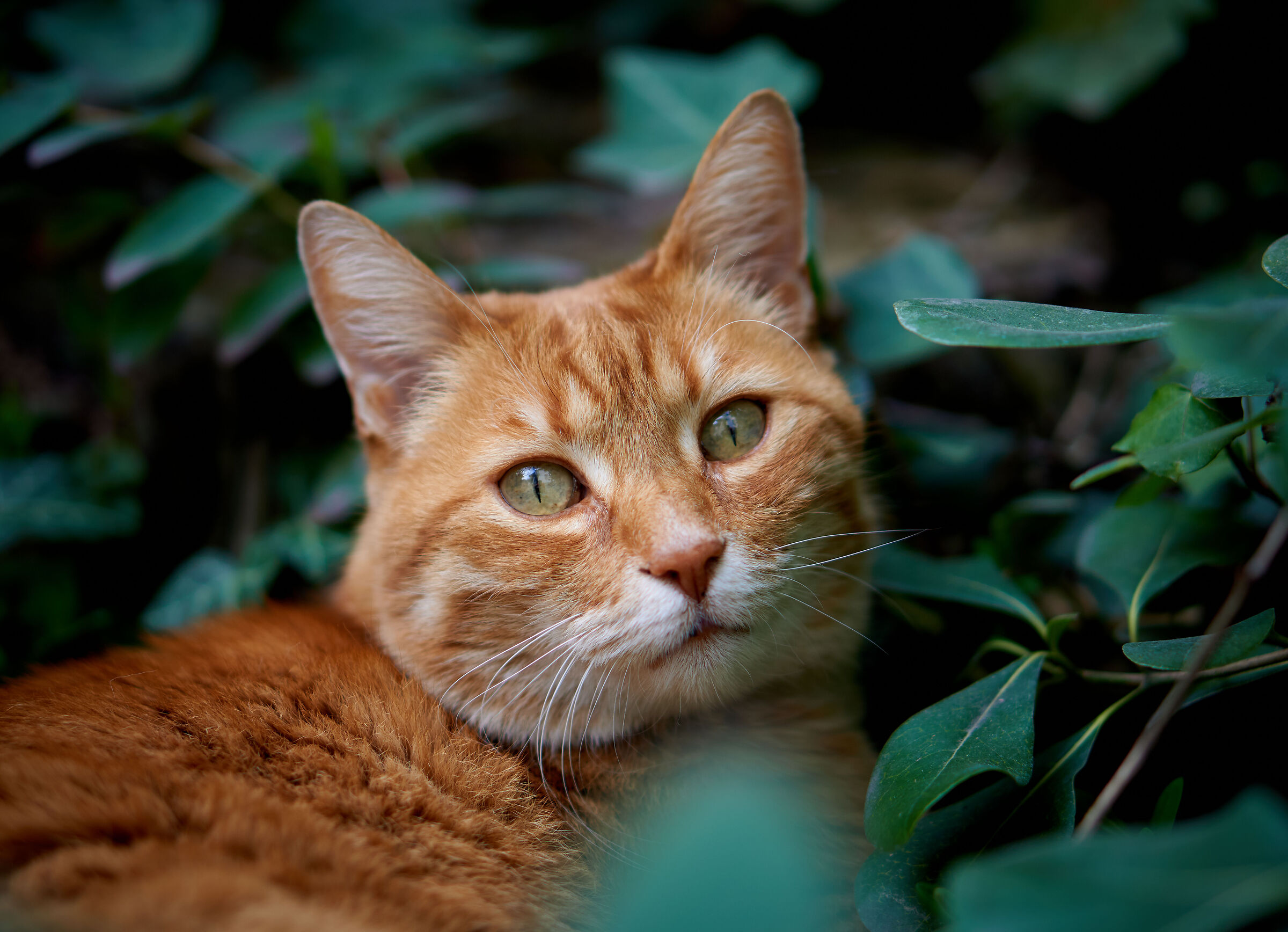 Gatto rosso tra le piante