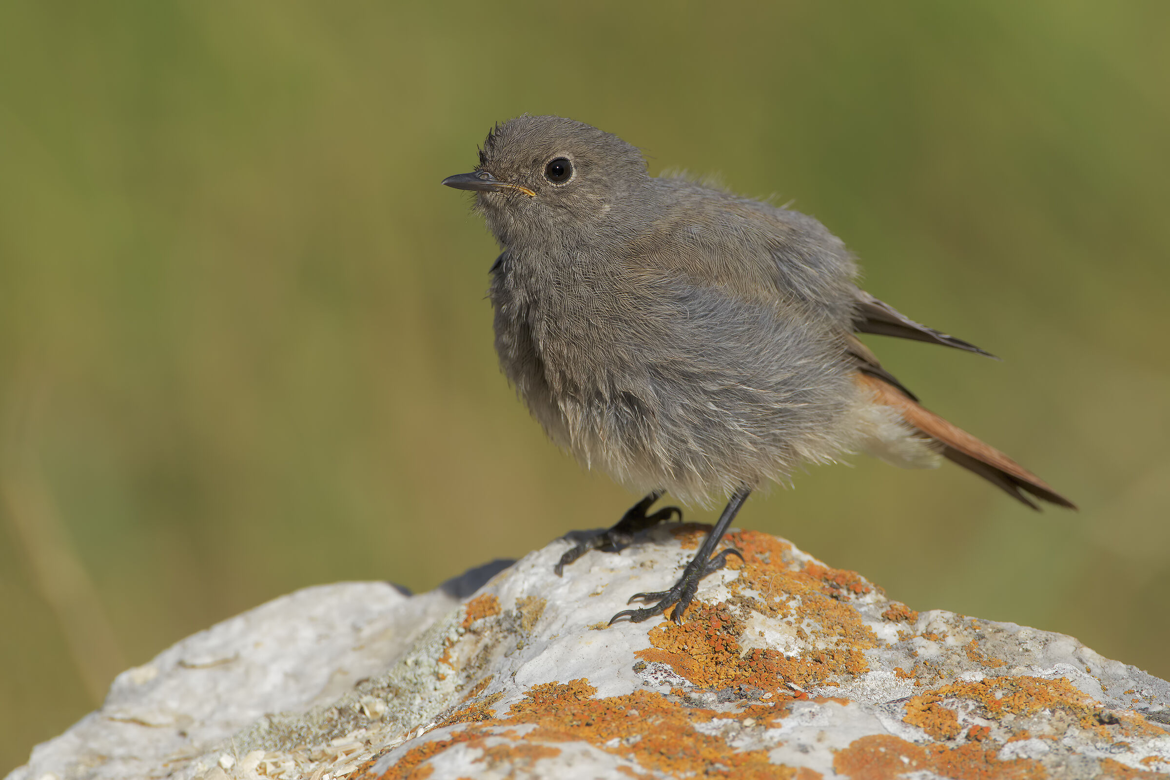 Codirosso spazzacamino Juv.