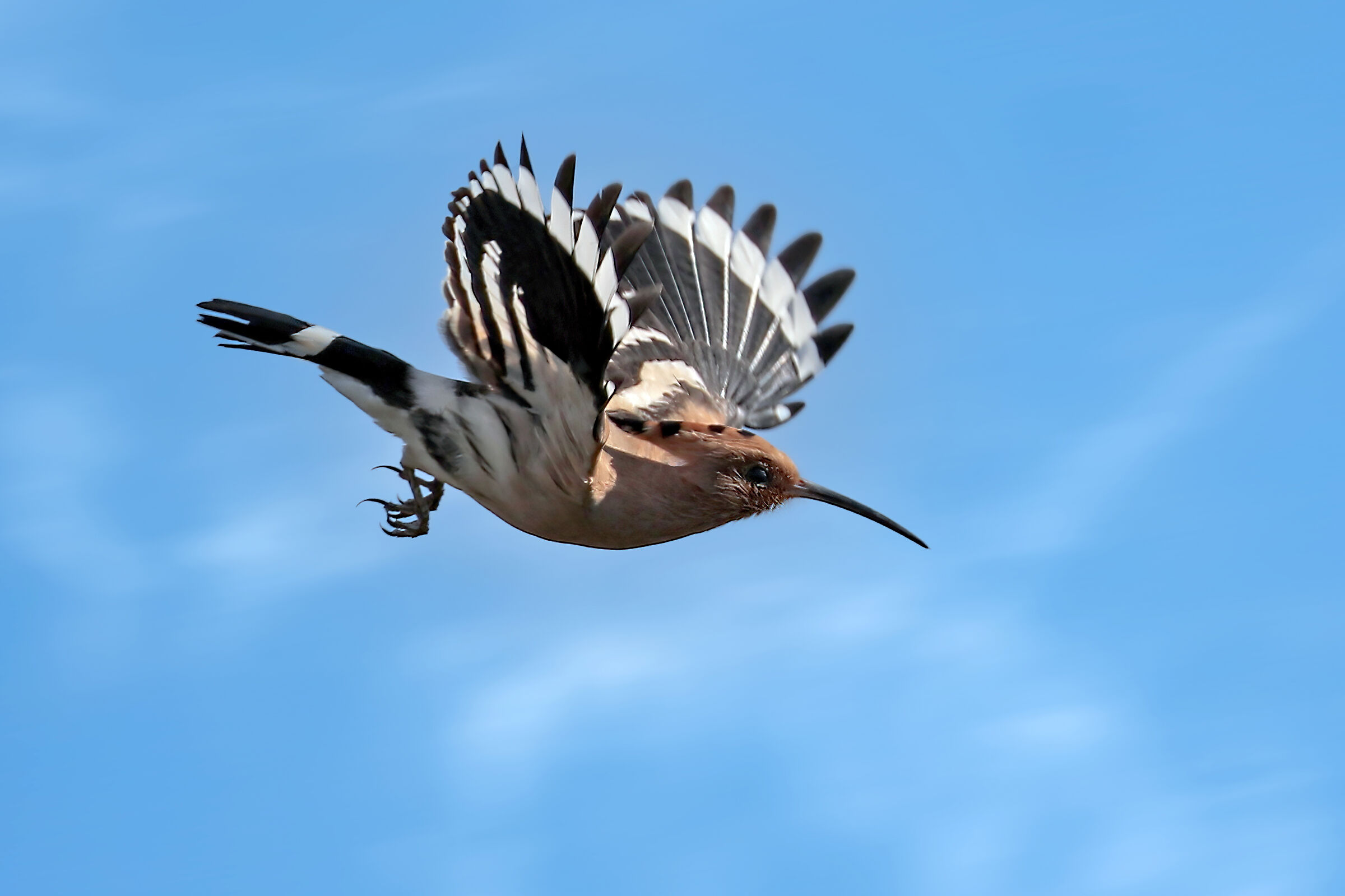 Hoopoe