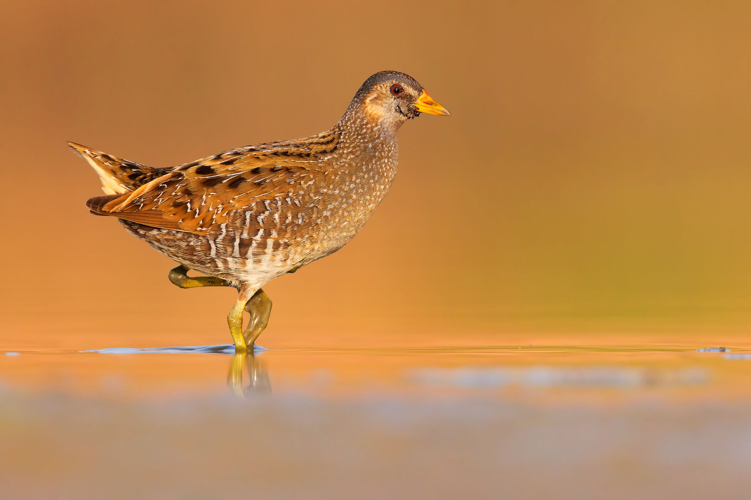Spotted crake