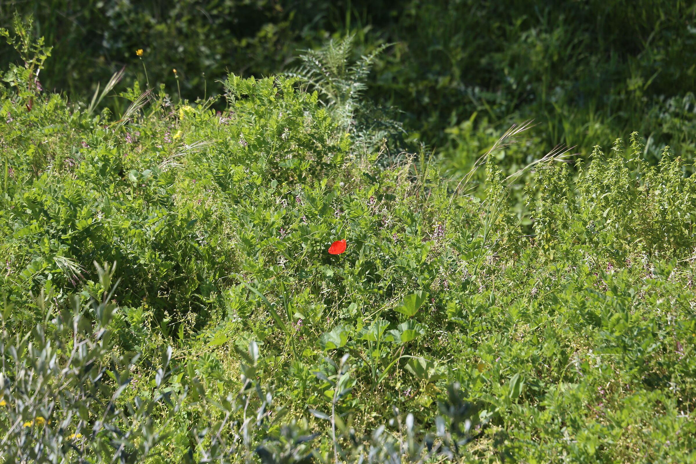 A 200 / Canon 6D- DO 70-300 IS USM