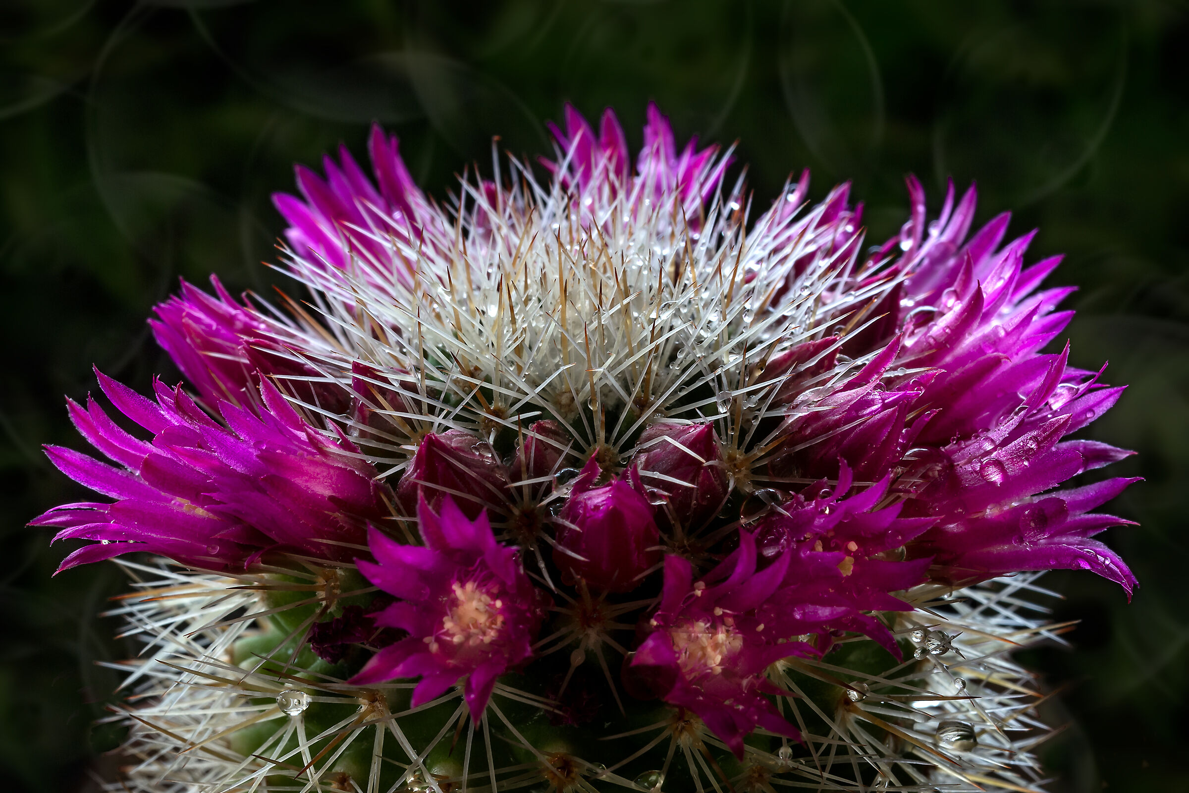 if you also find flowers in this story are yours