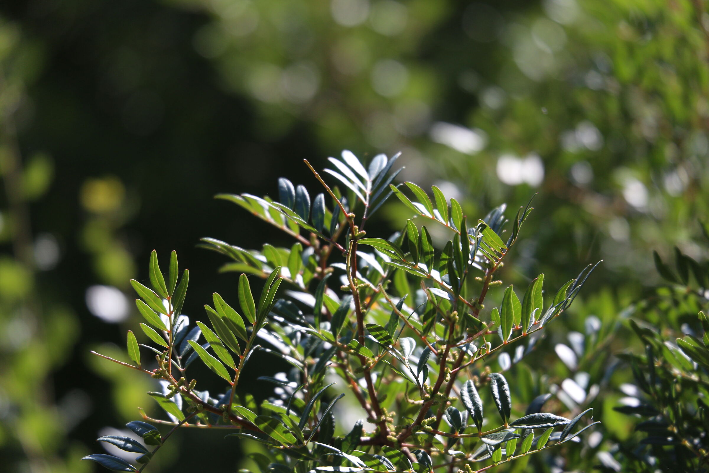 A 200 / Canon 6D- DO 70-300 IS USM