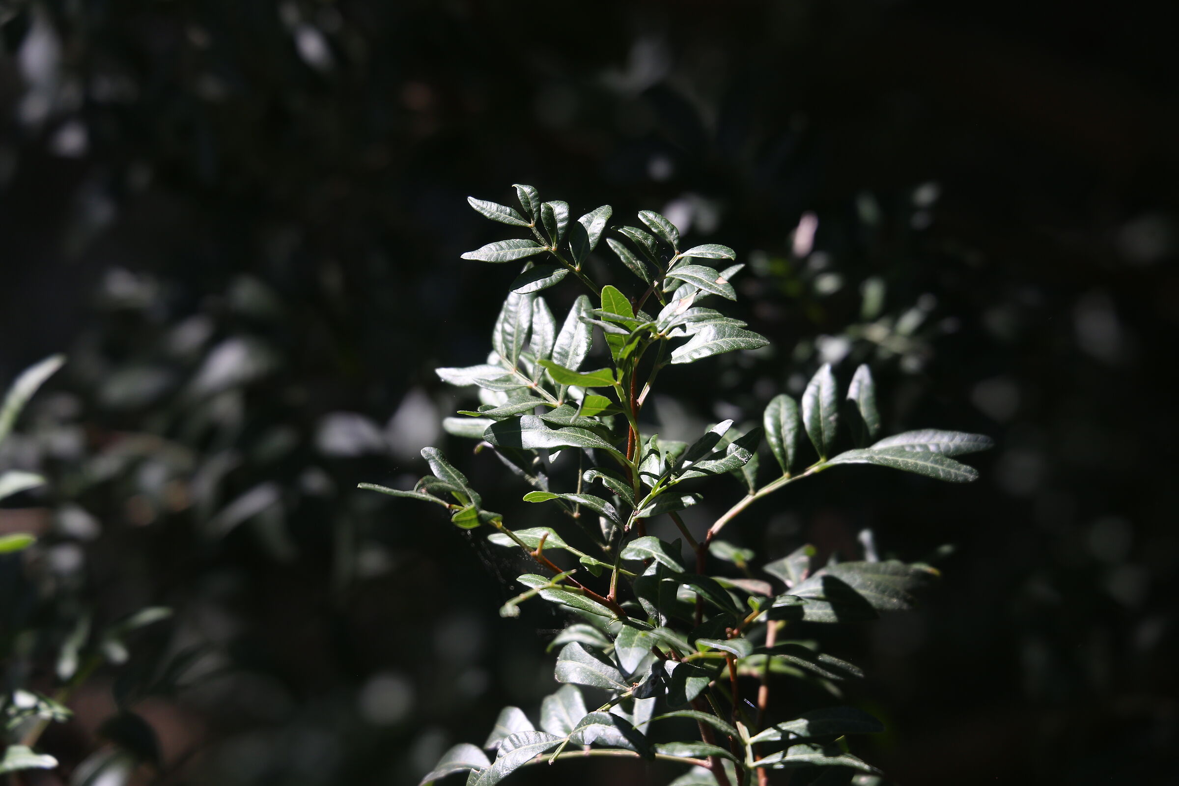 A 200 / Canon 6D- DO 70-300 IS USM