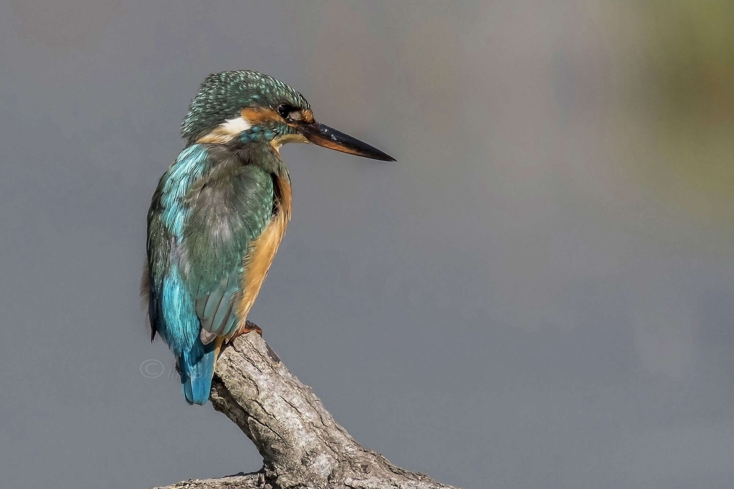 In vigile attesa......