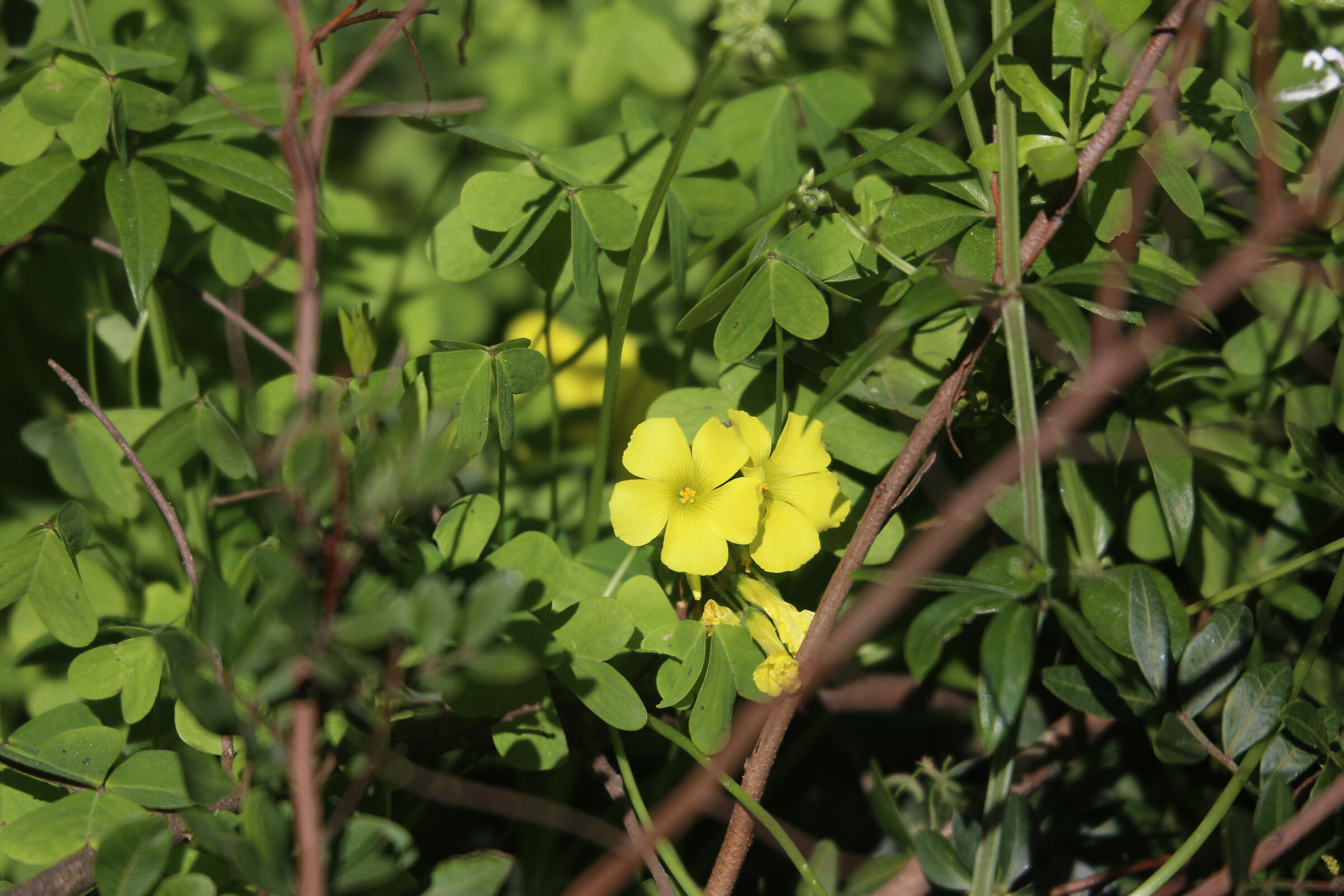 A 200 / Canon 6D- DO 70-300 IS USM