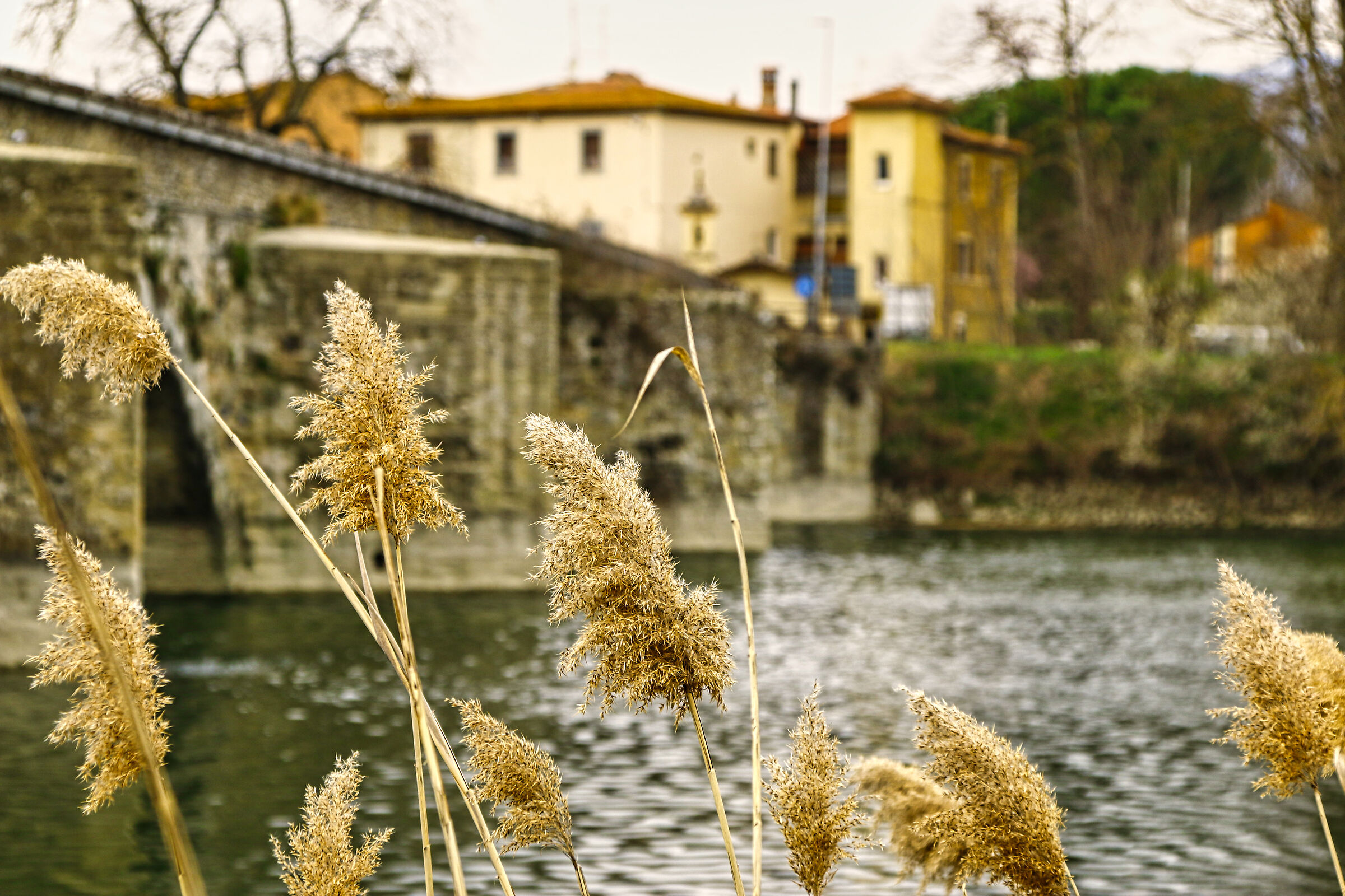 River and vegetation