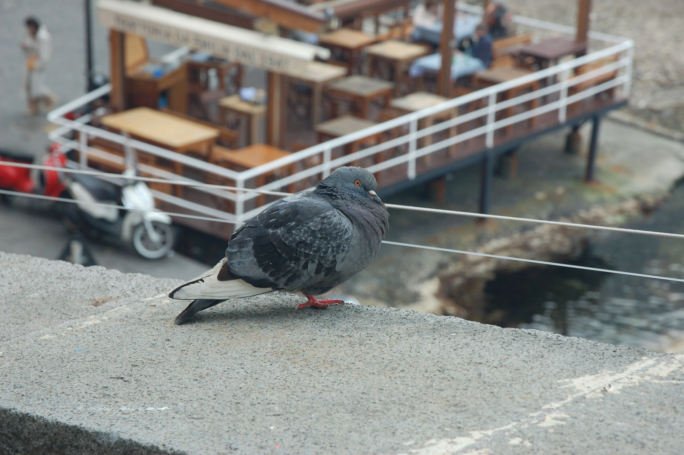 Lived pigeon