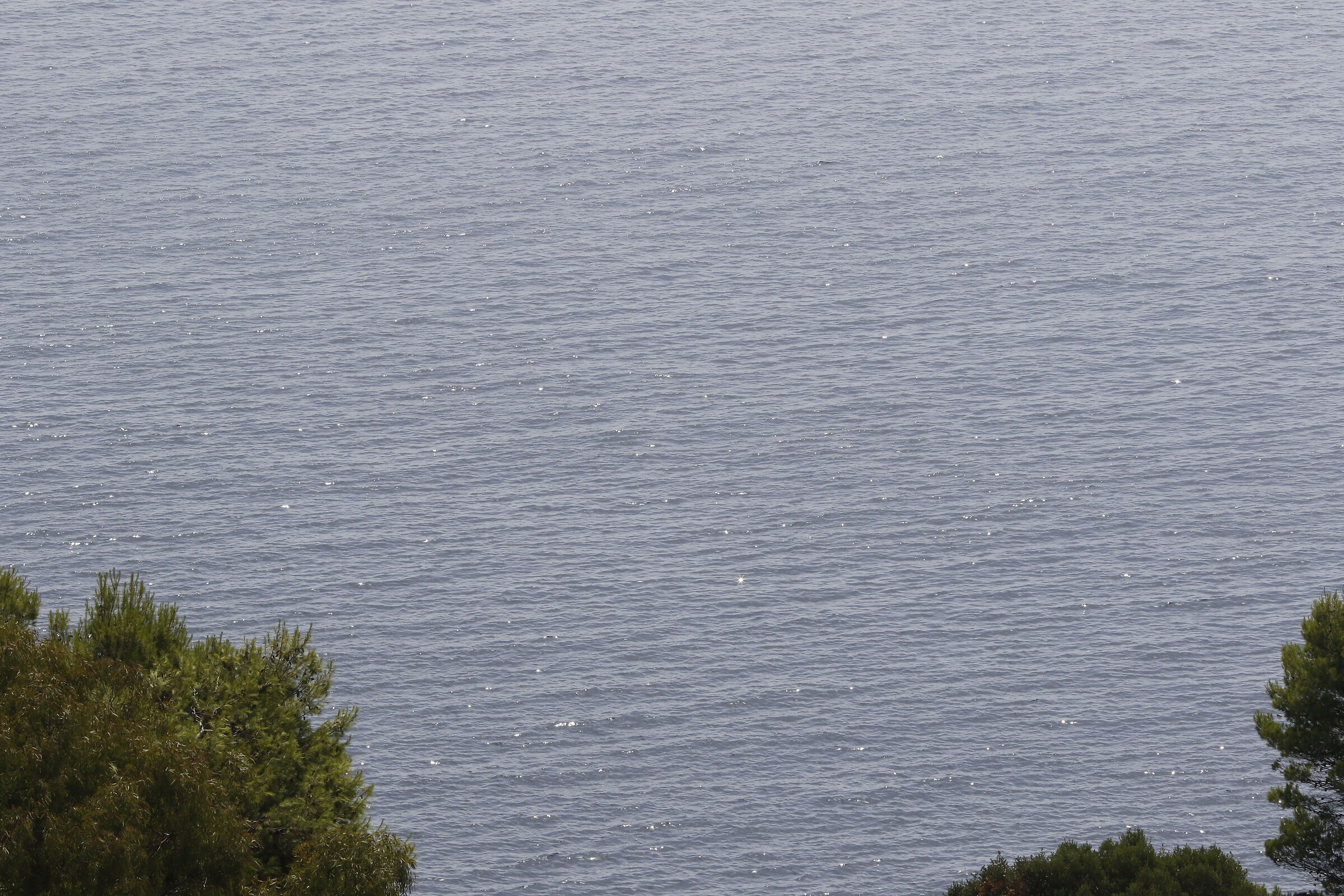 Canon 7D II- 135 F.2 L USM