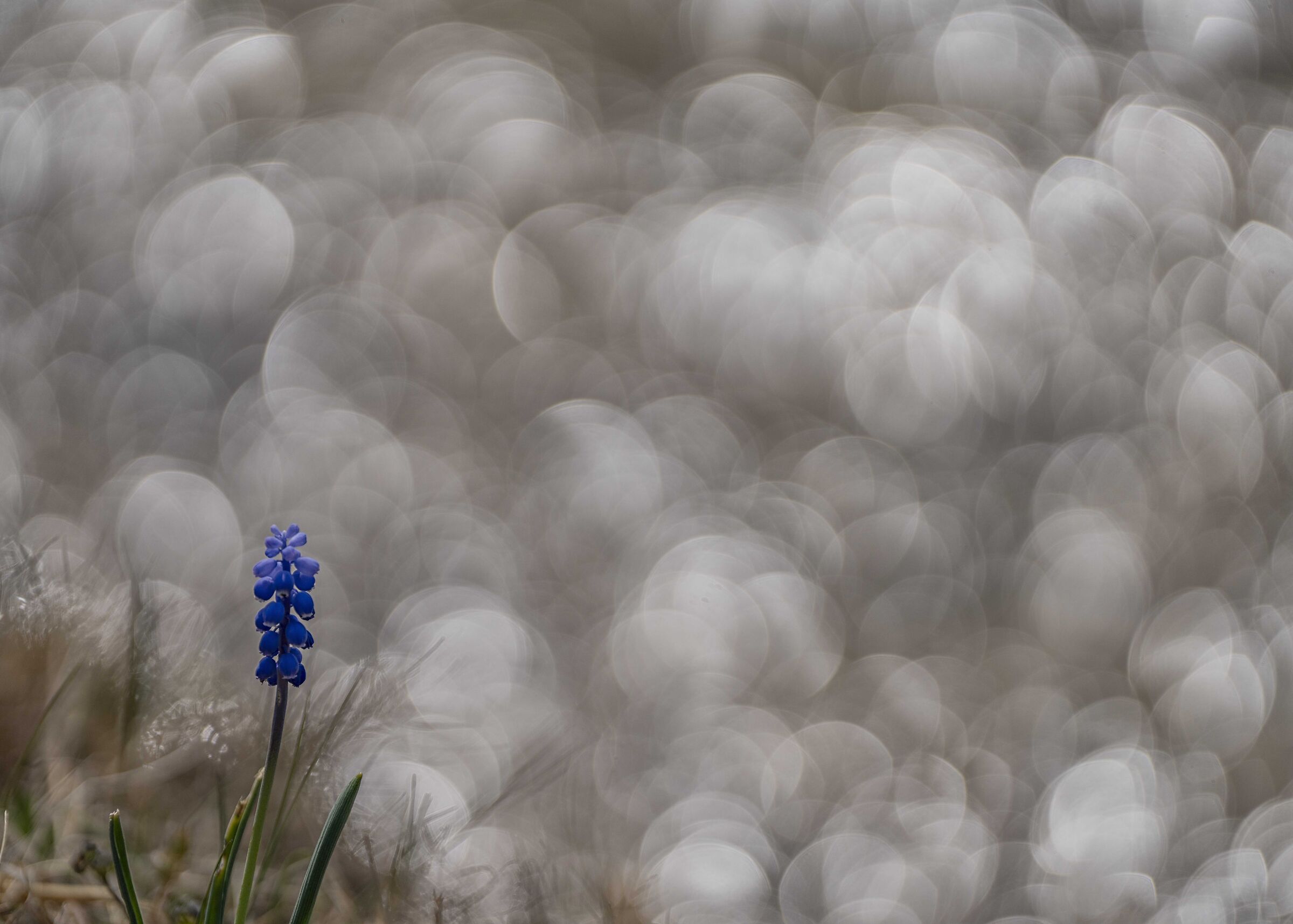 sony vs trioplan (muscari)