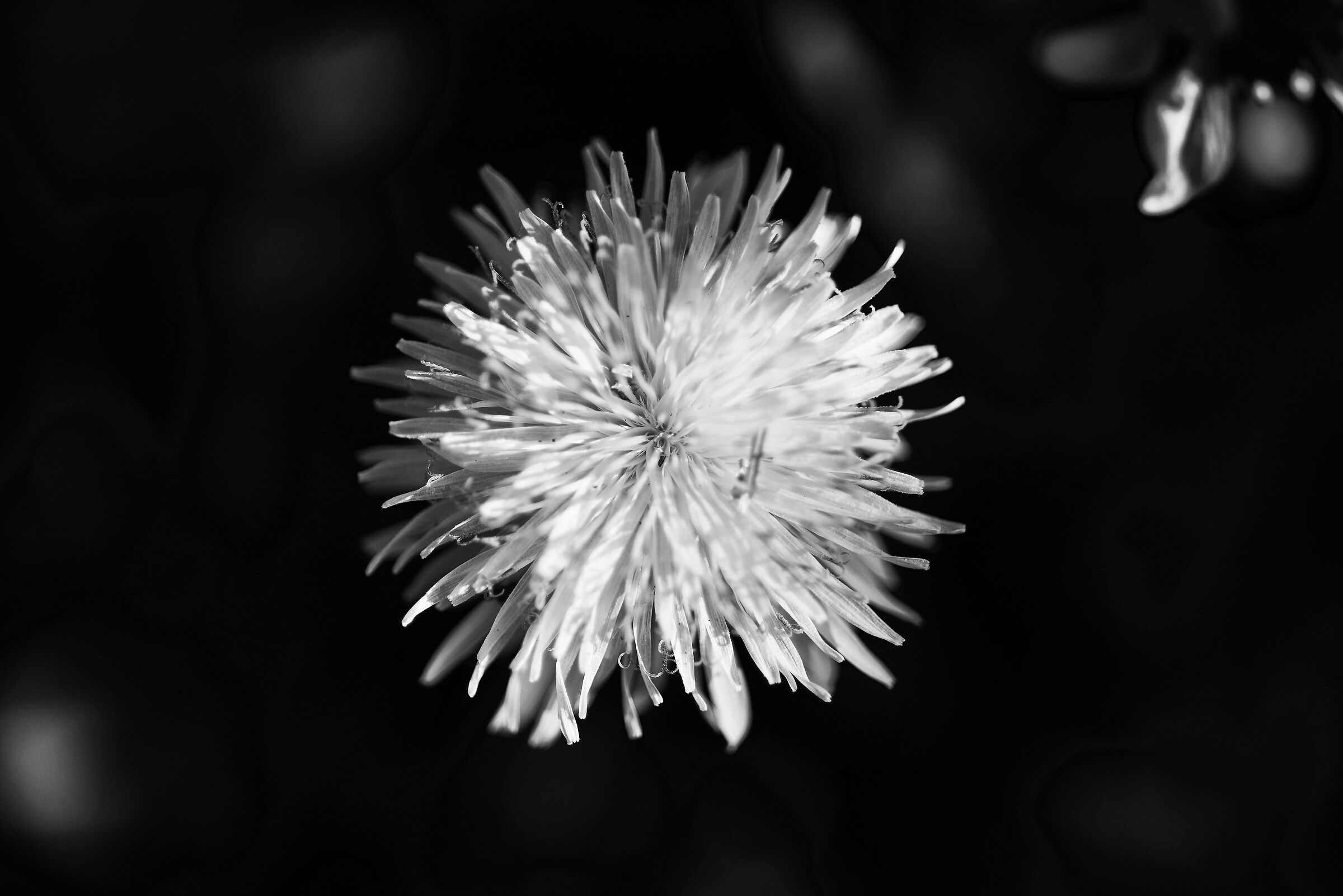 Dandelion flower