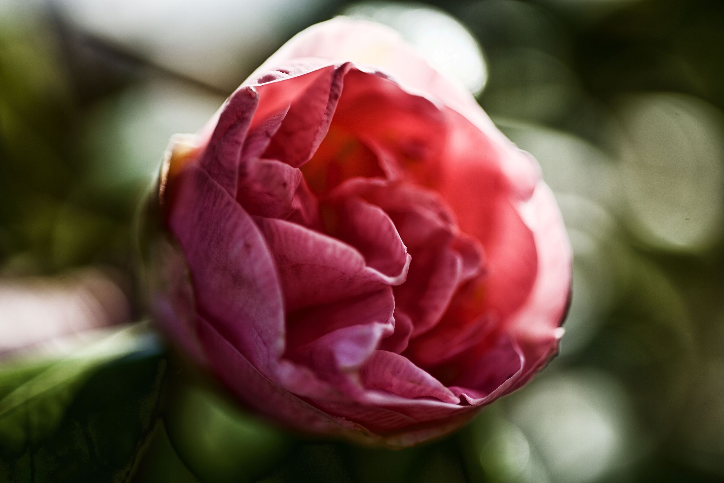 Camellia bud