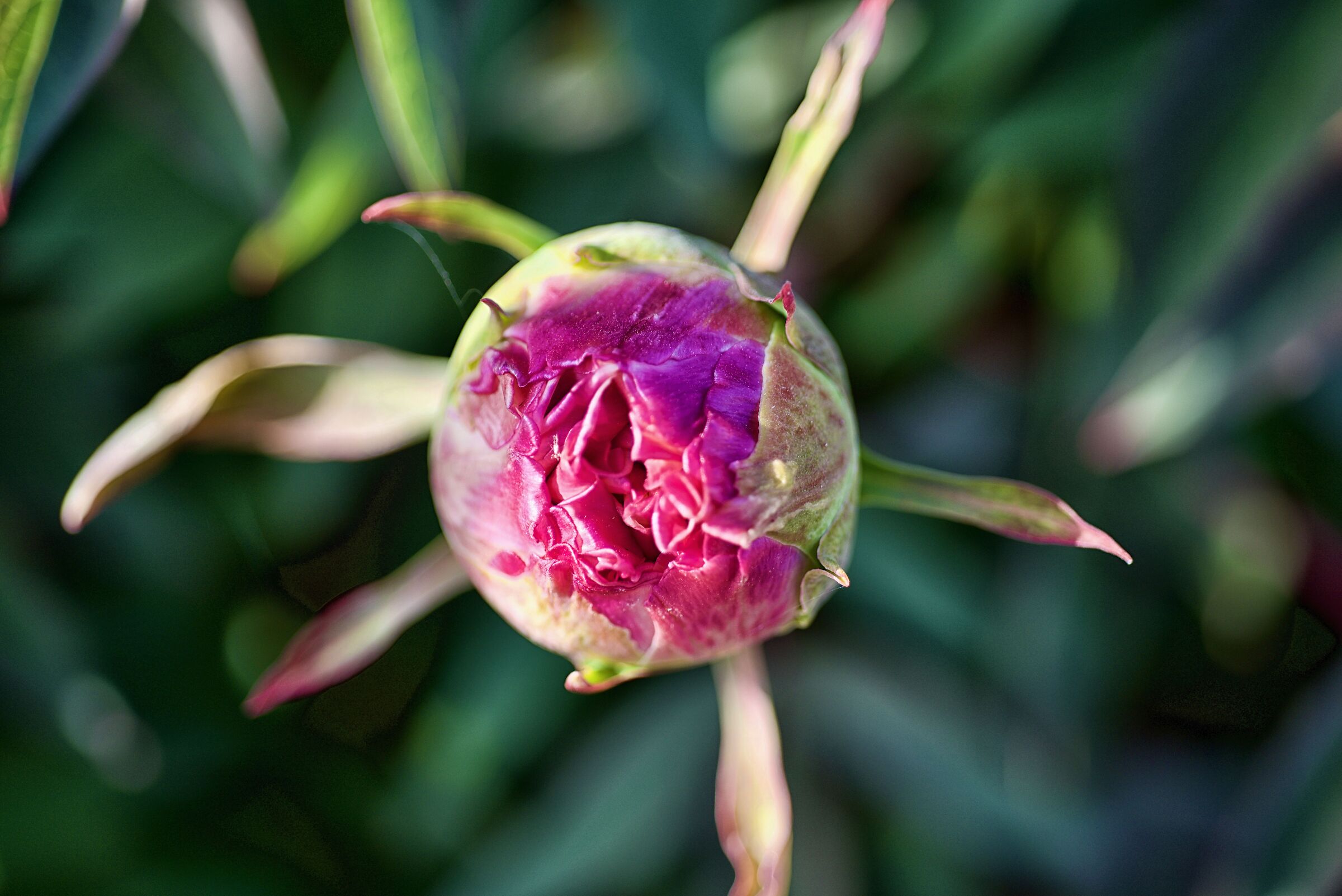 Peony bud