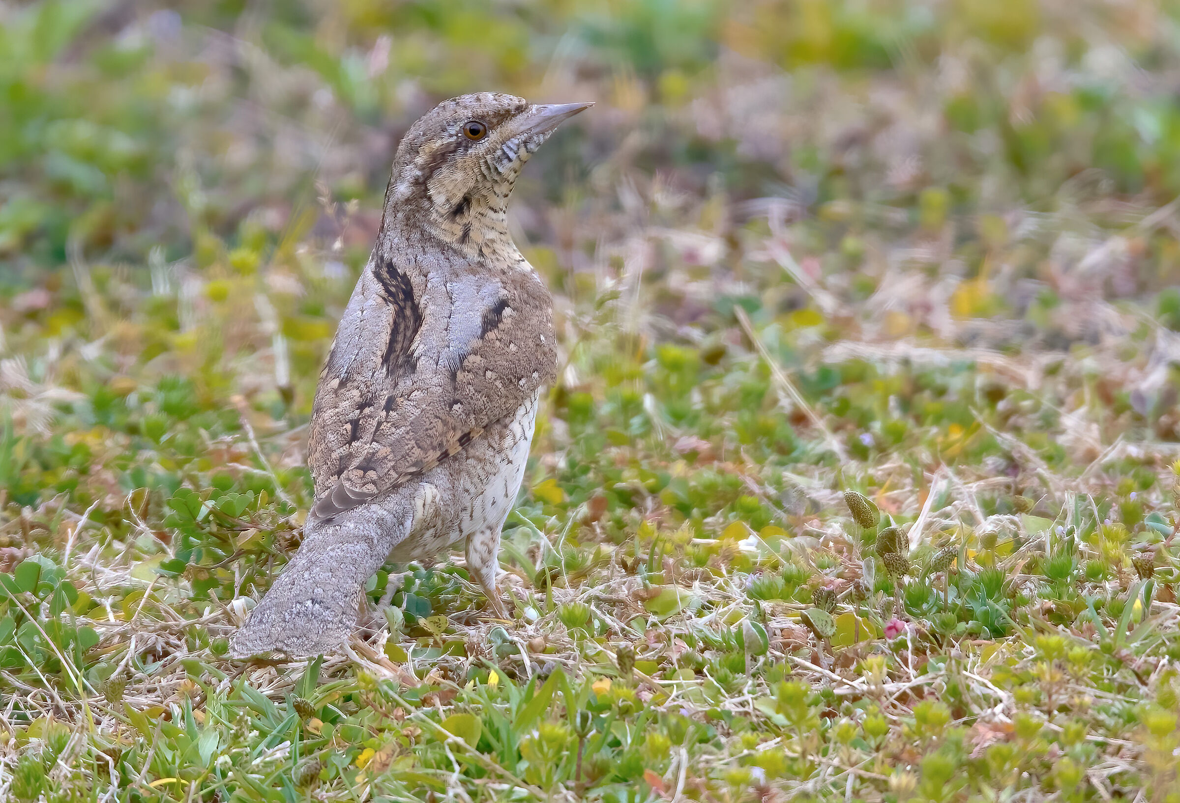 Stiff neck (Jynx torquilla)