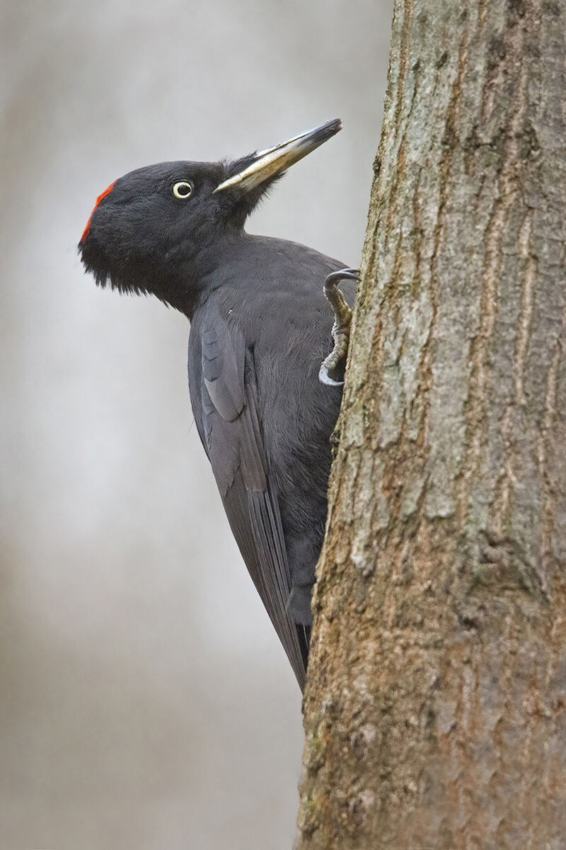 Black woodpecker