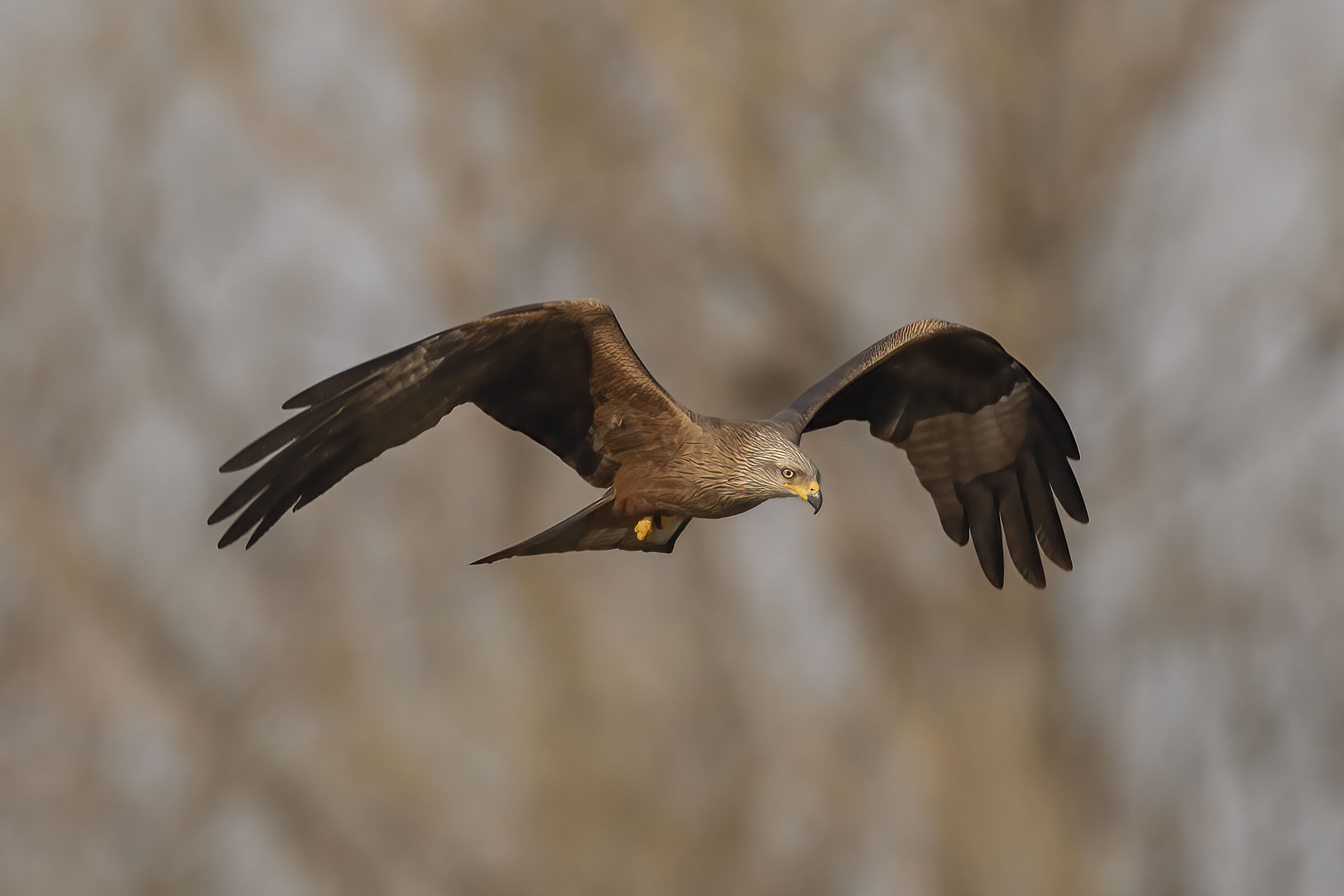 black kite
