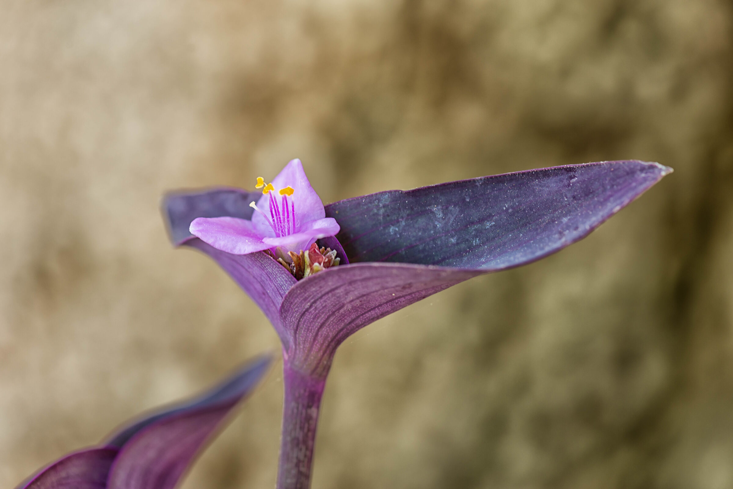 Lady-in-a-Boat Flower