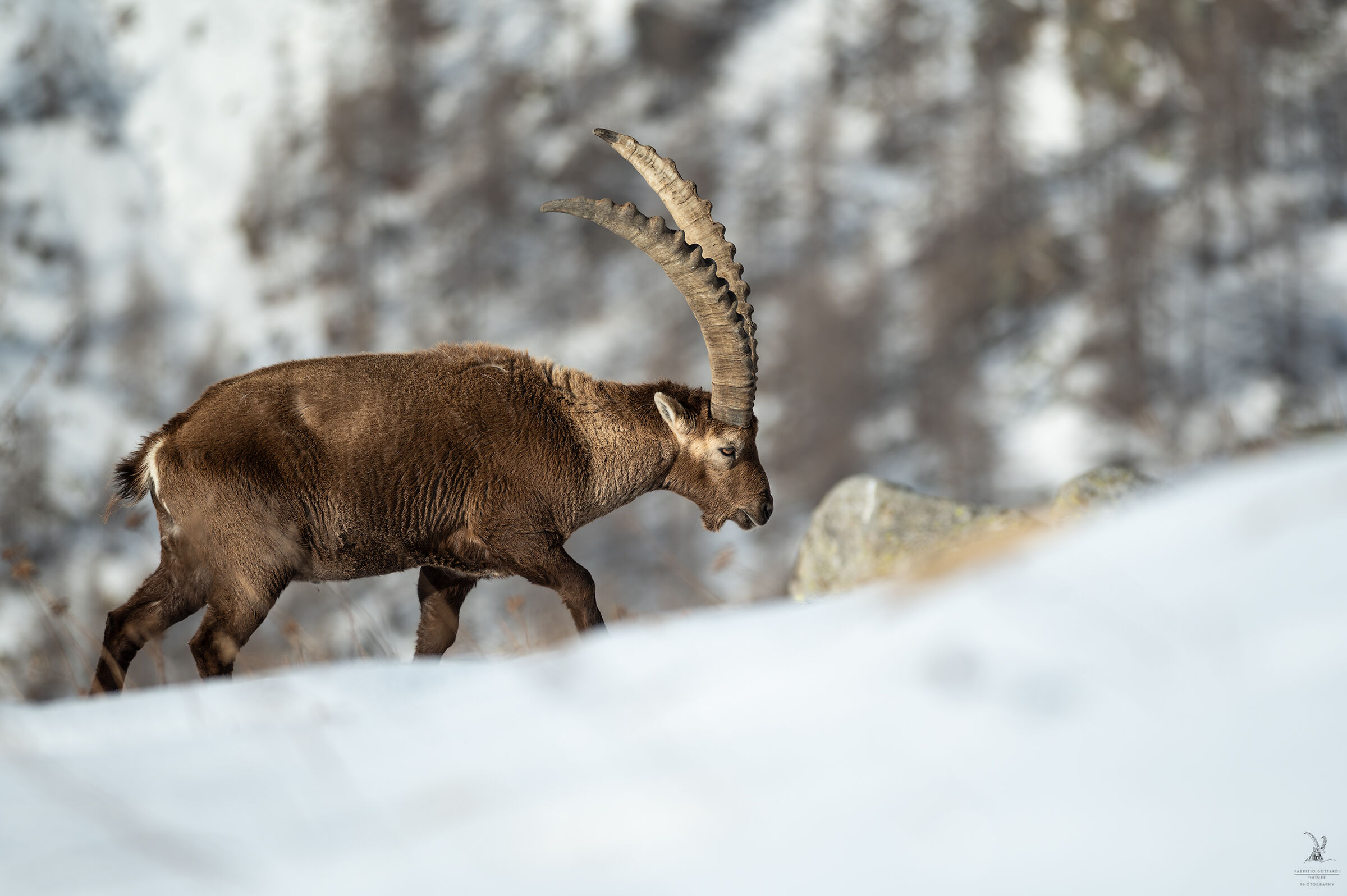 Two steps on the snow