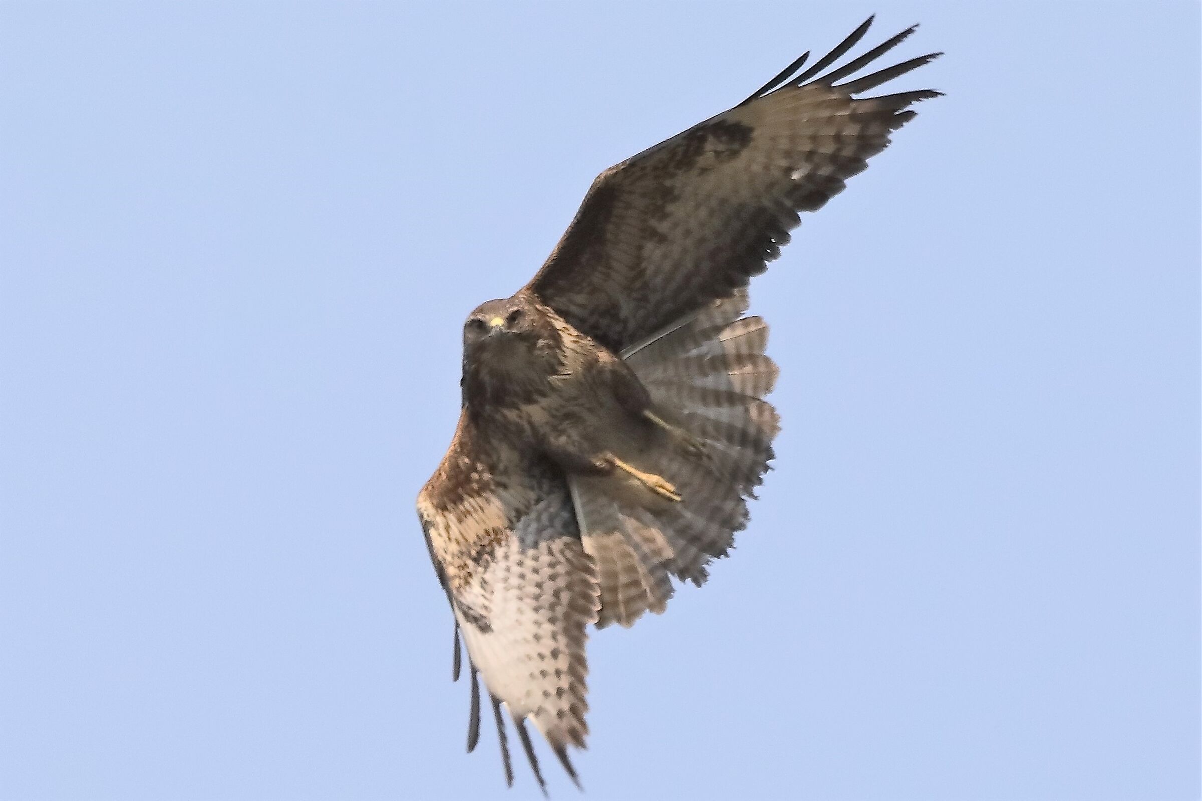 Buzzard 27-03-2022