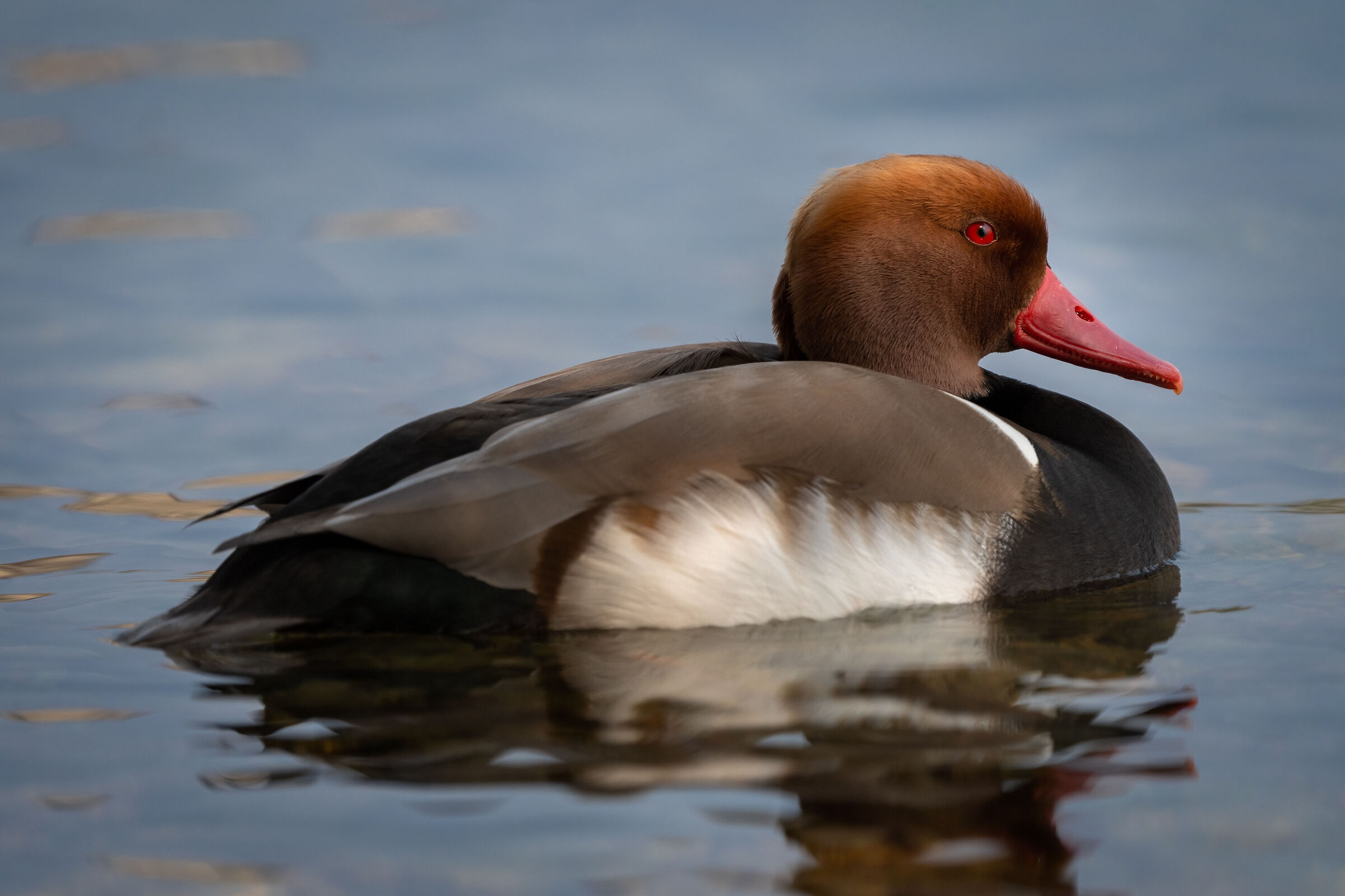 Turkish Fistione (Lake Garda)