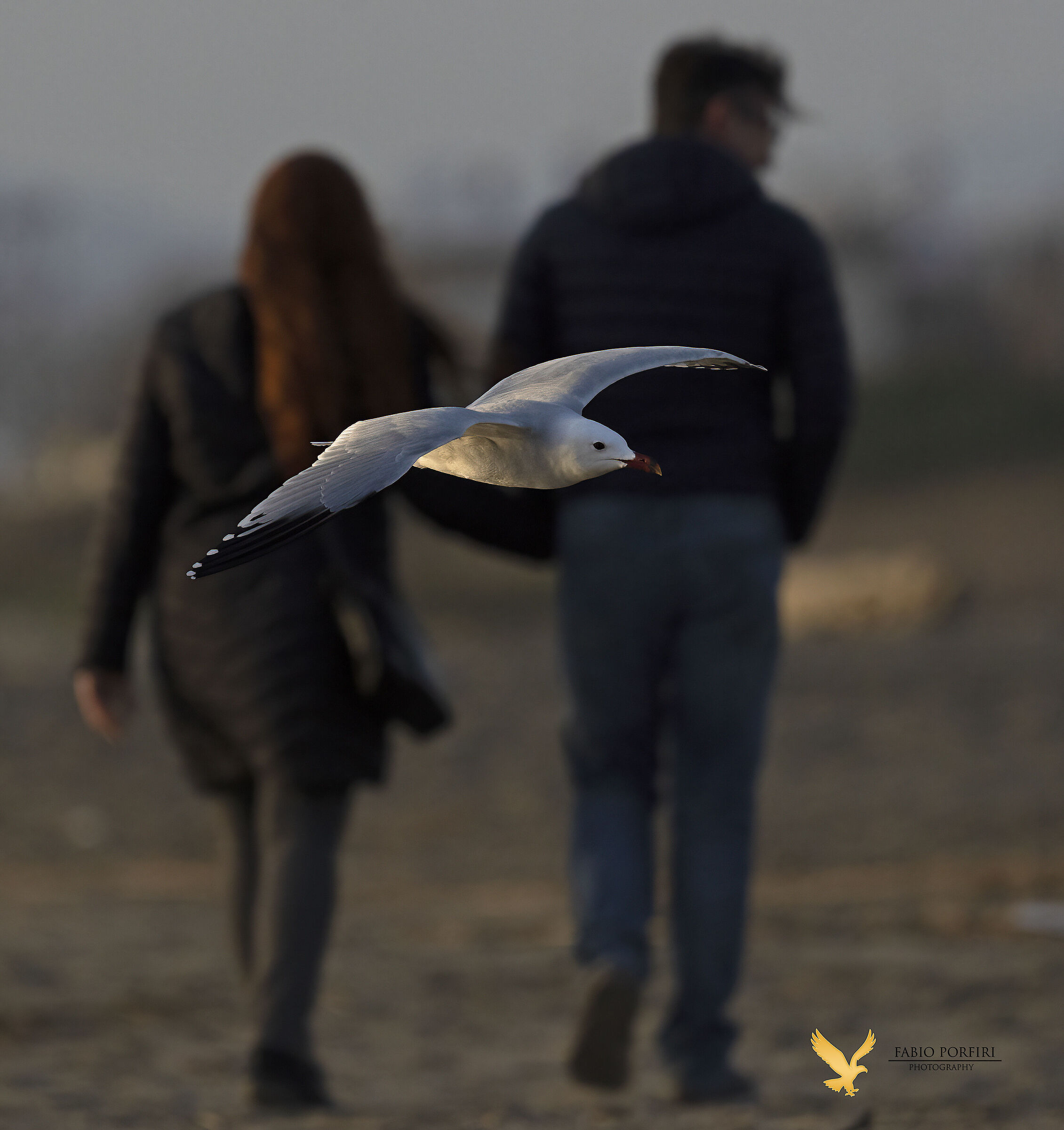 anything can happen behind your back... Corsican seagull