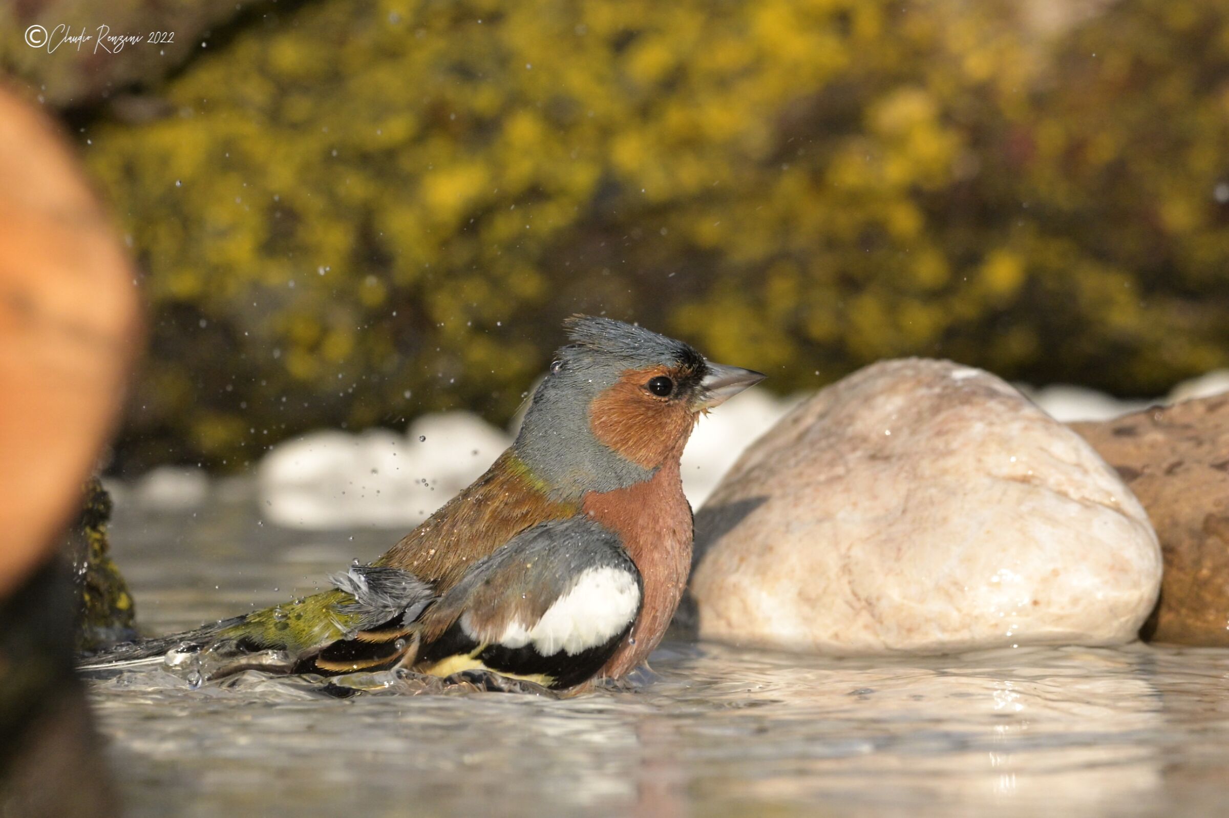 chaffinch at the bathroom