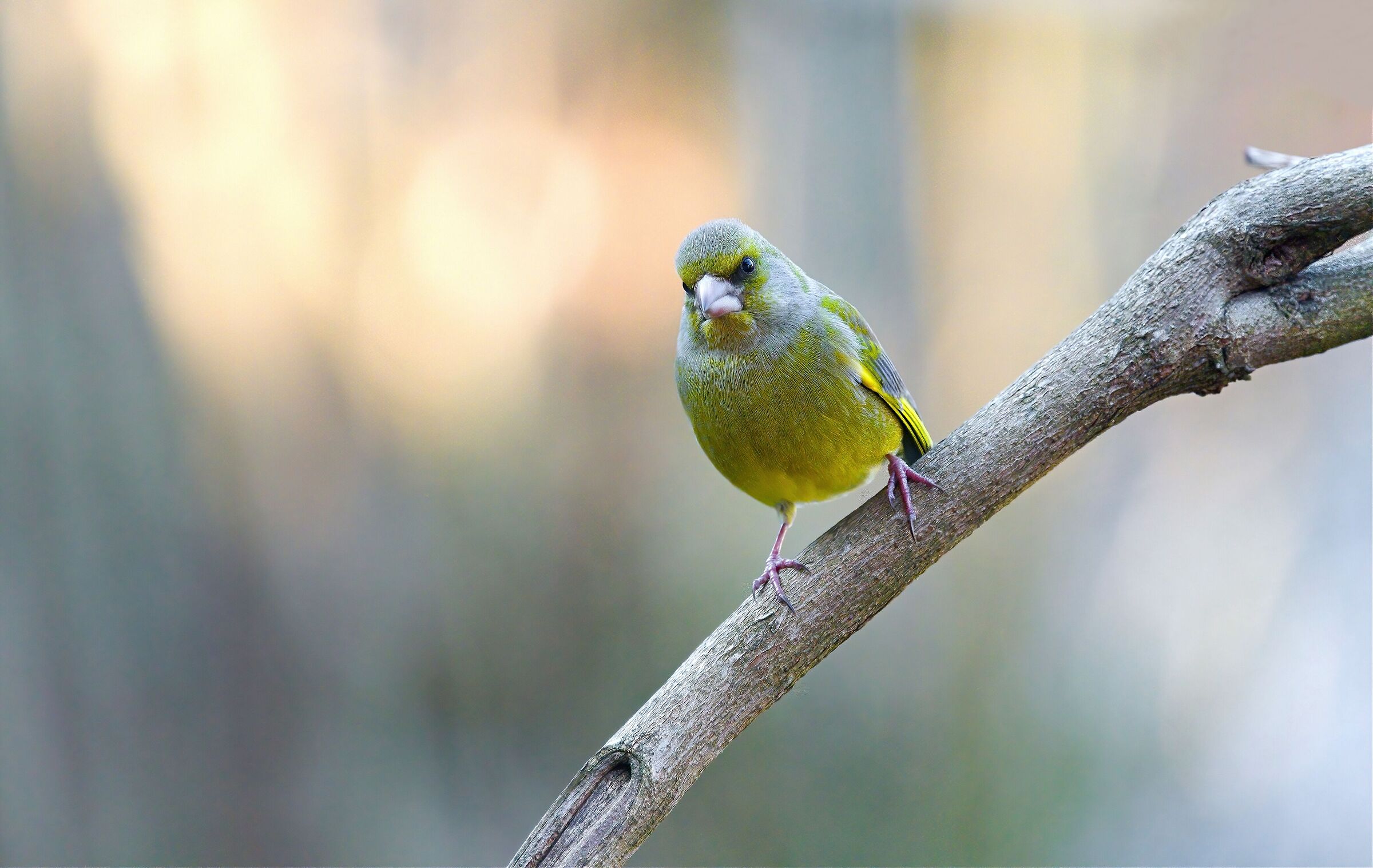 Green Finch in my garden
