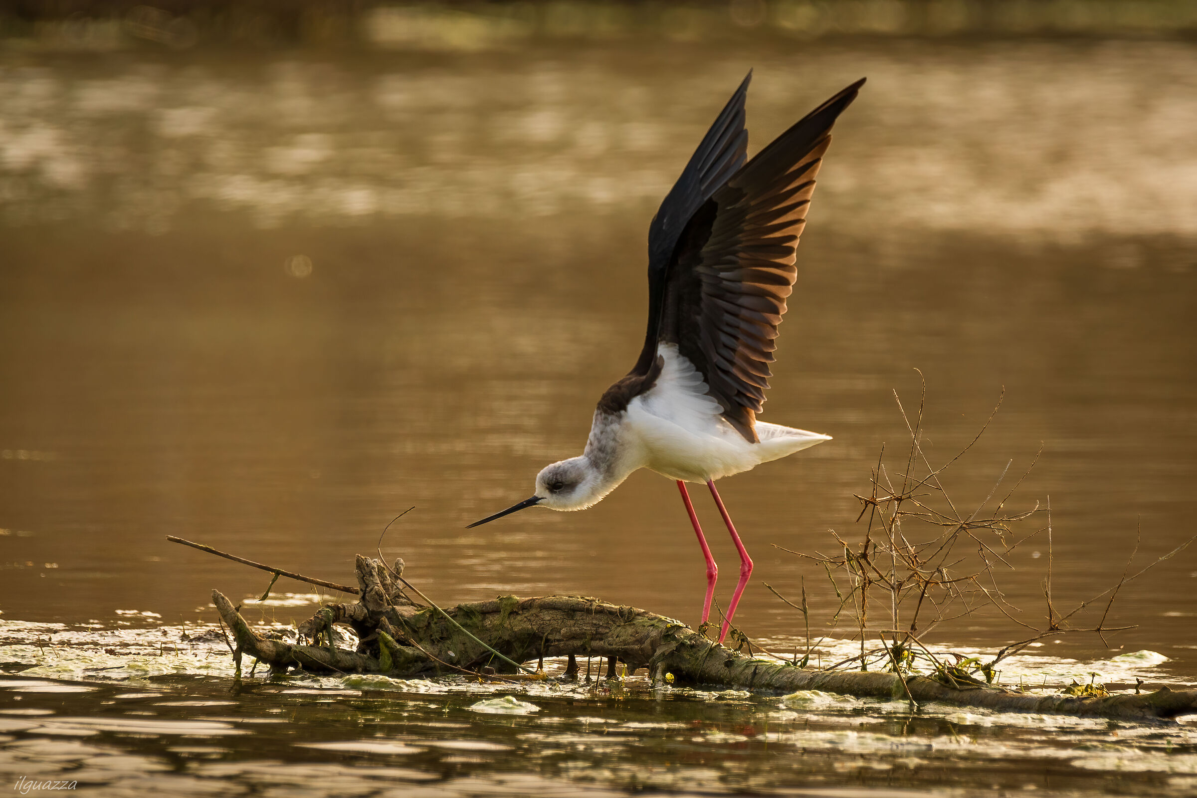 Cavaliere al tramonto