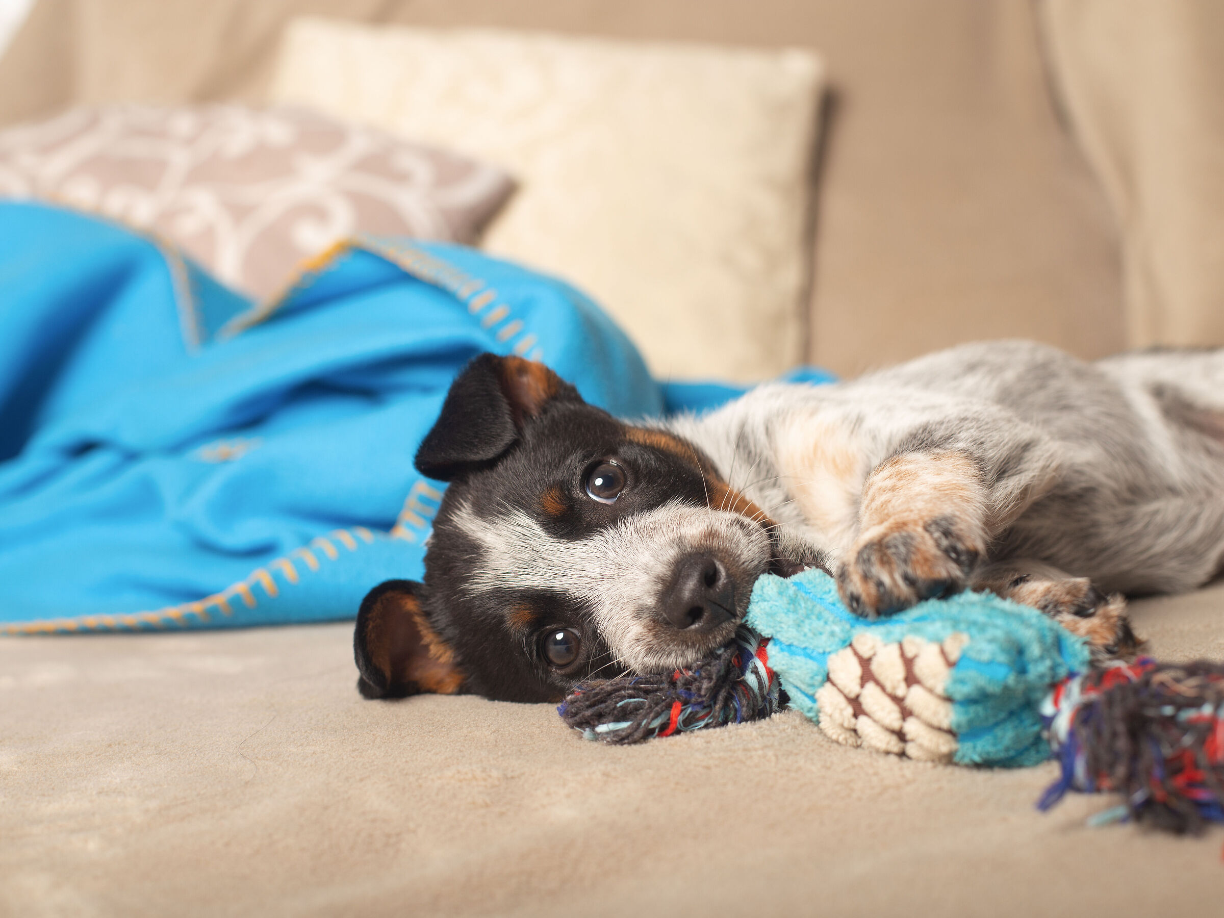 Jack si riposa un po' dopo il gioco