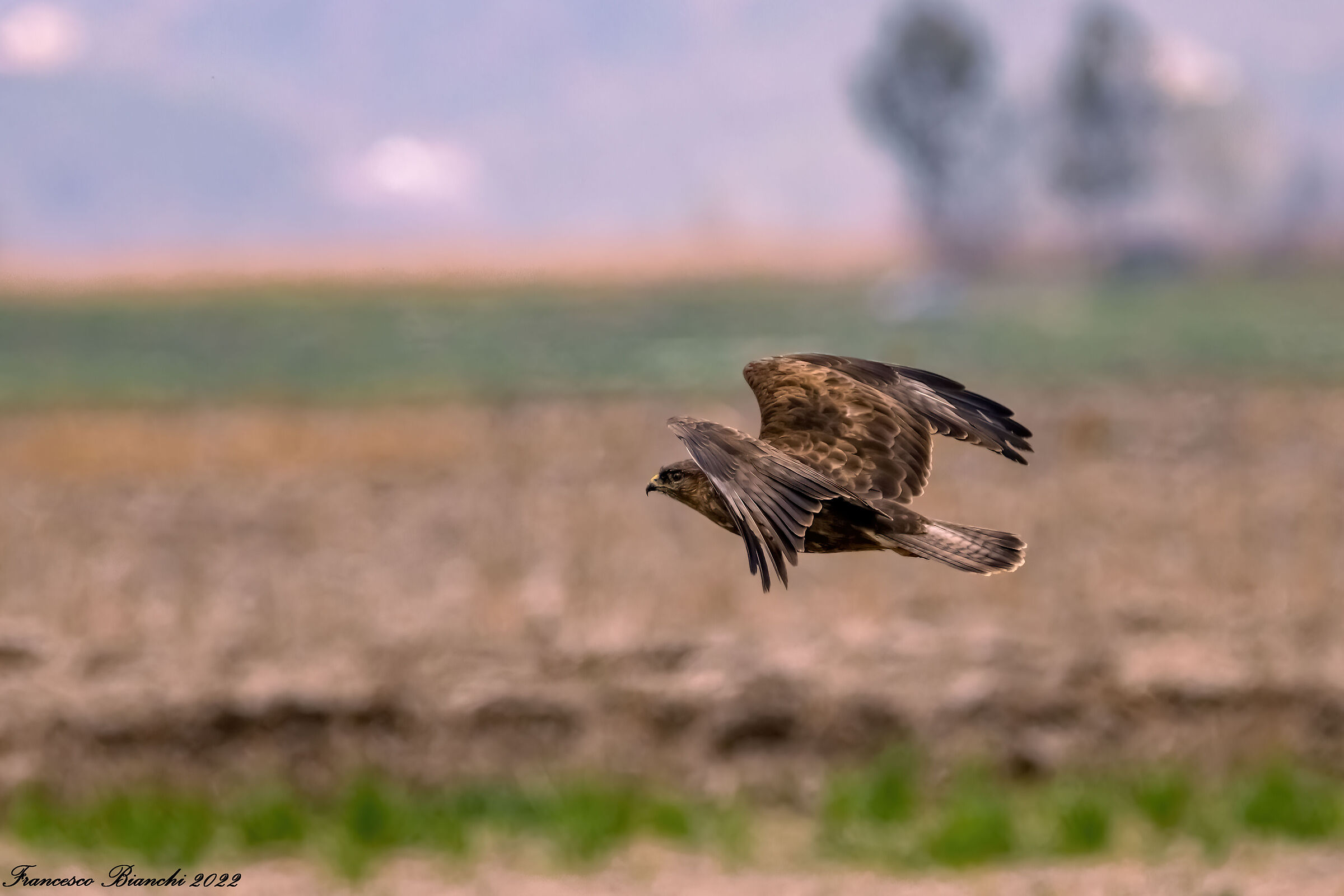 Buzzard in flight