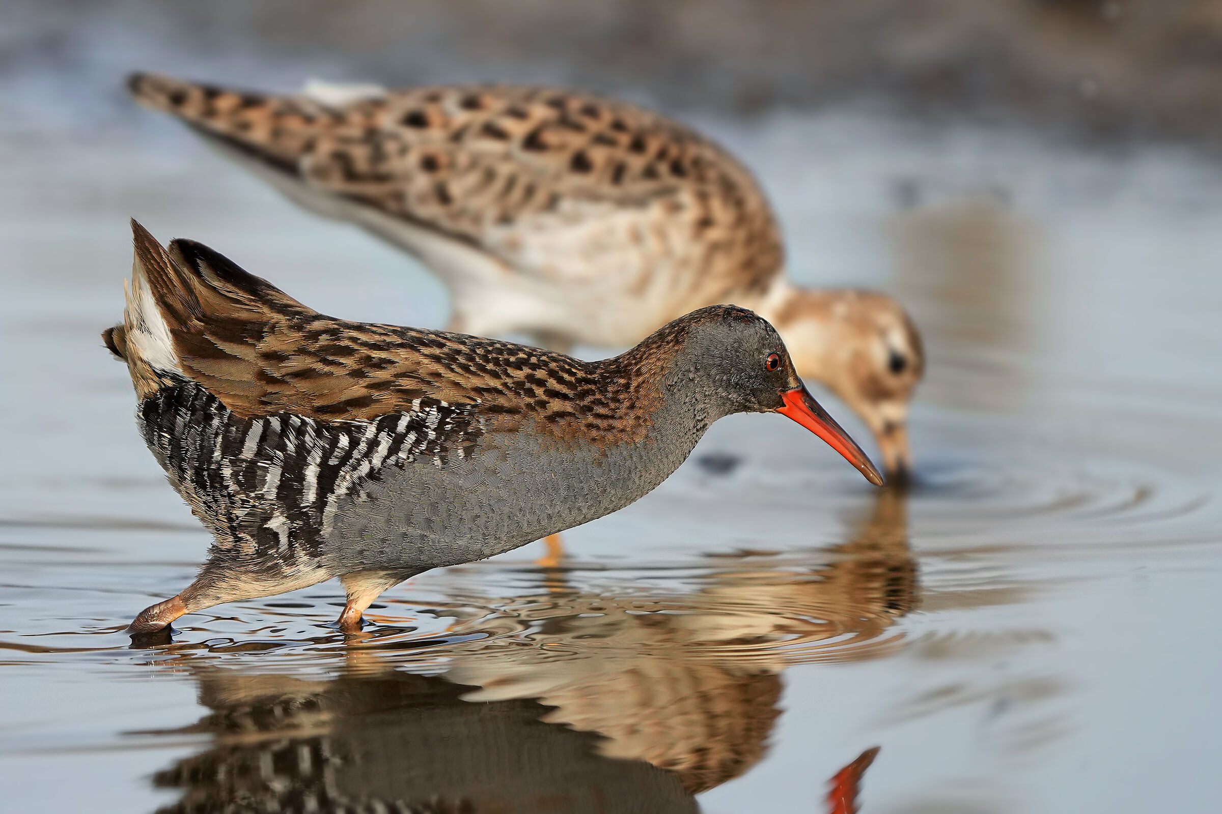 Water rail
