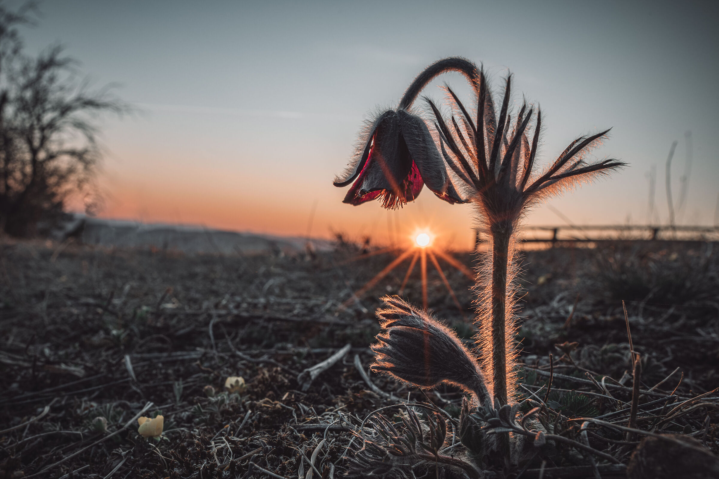 Pulsatilla pratensis