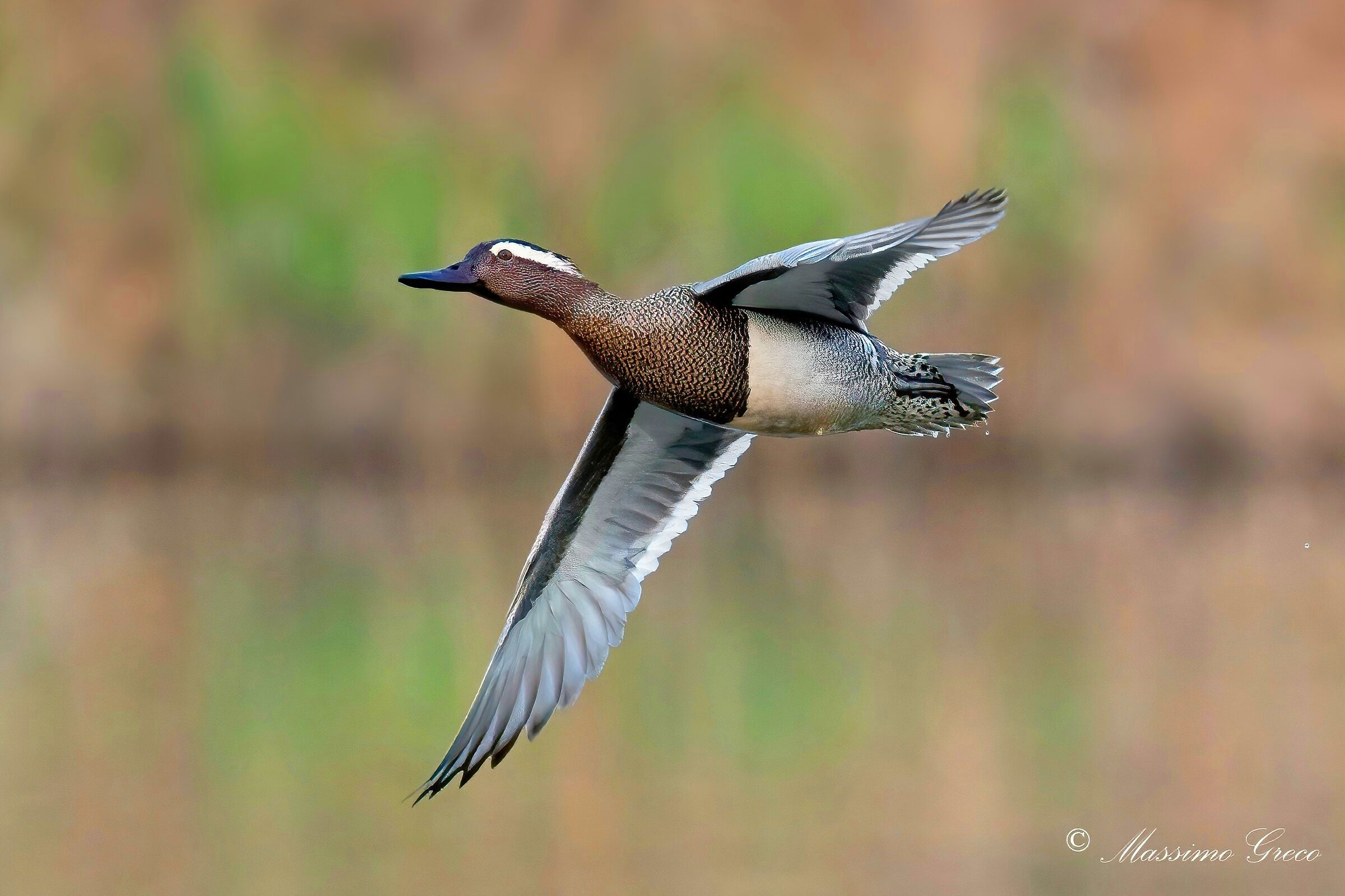 Marzaiola (Anas querquedula)