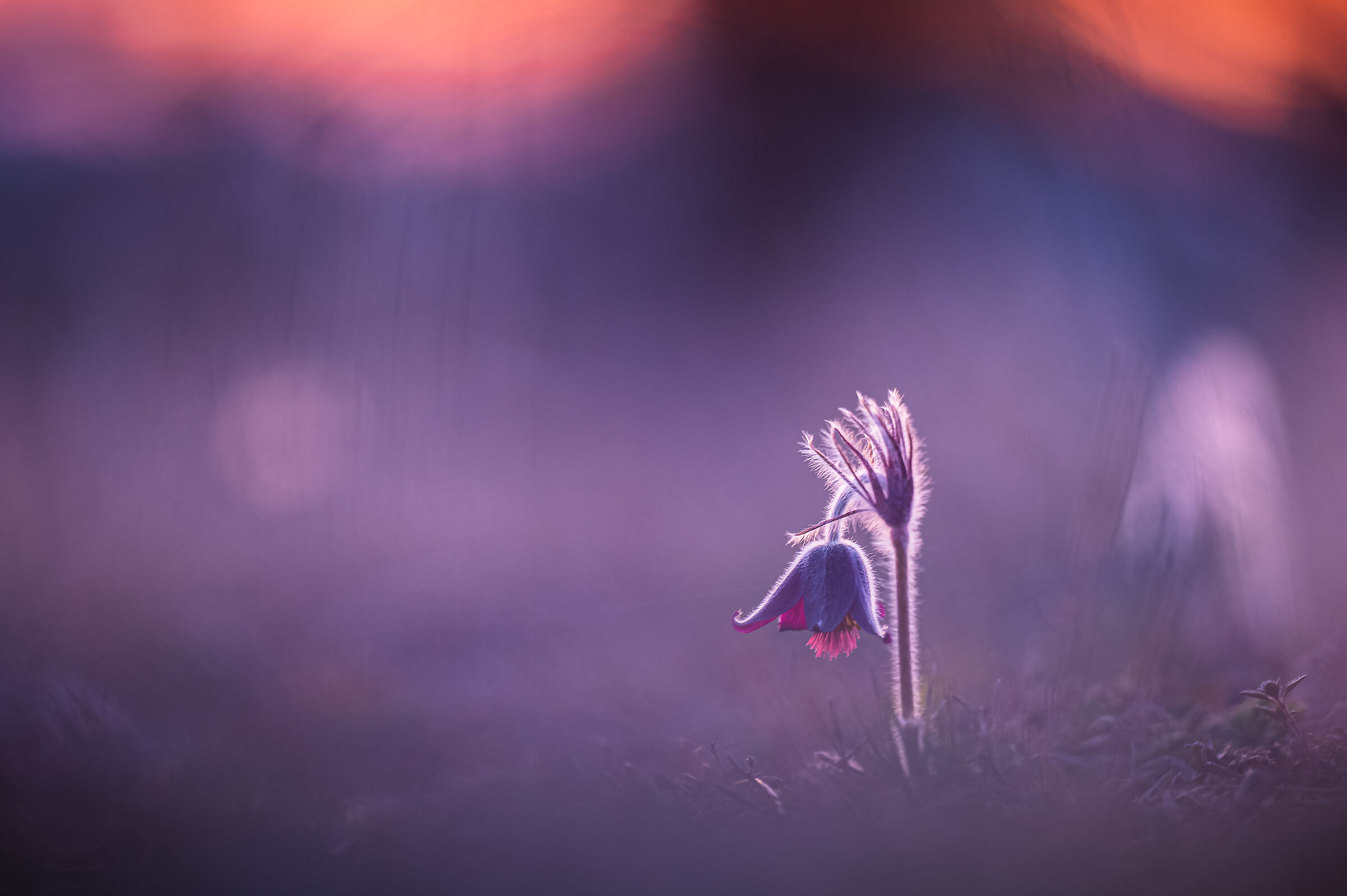 Pulsatilla pratensis