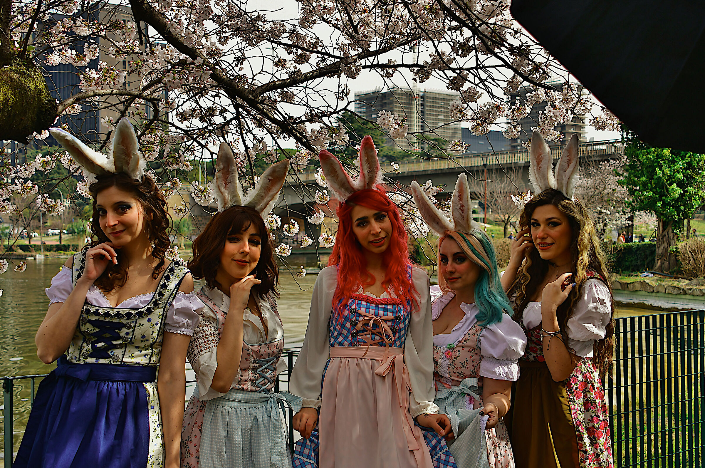 Among the cherry blossoms....