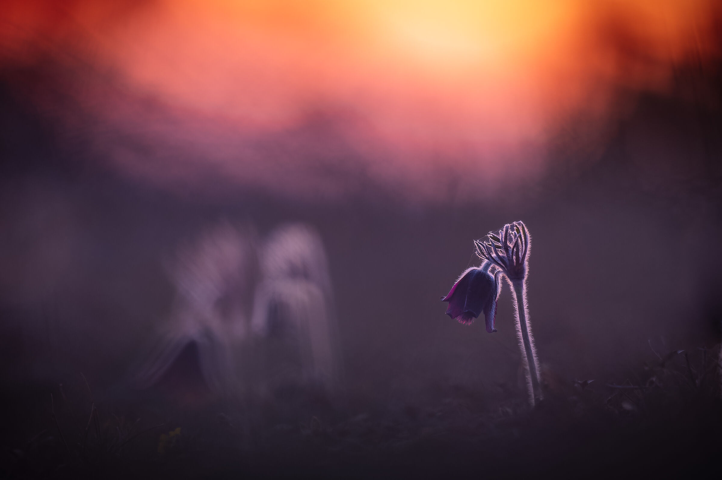 Pulsatilla pratensis