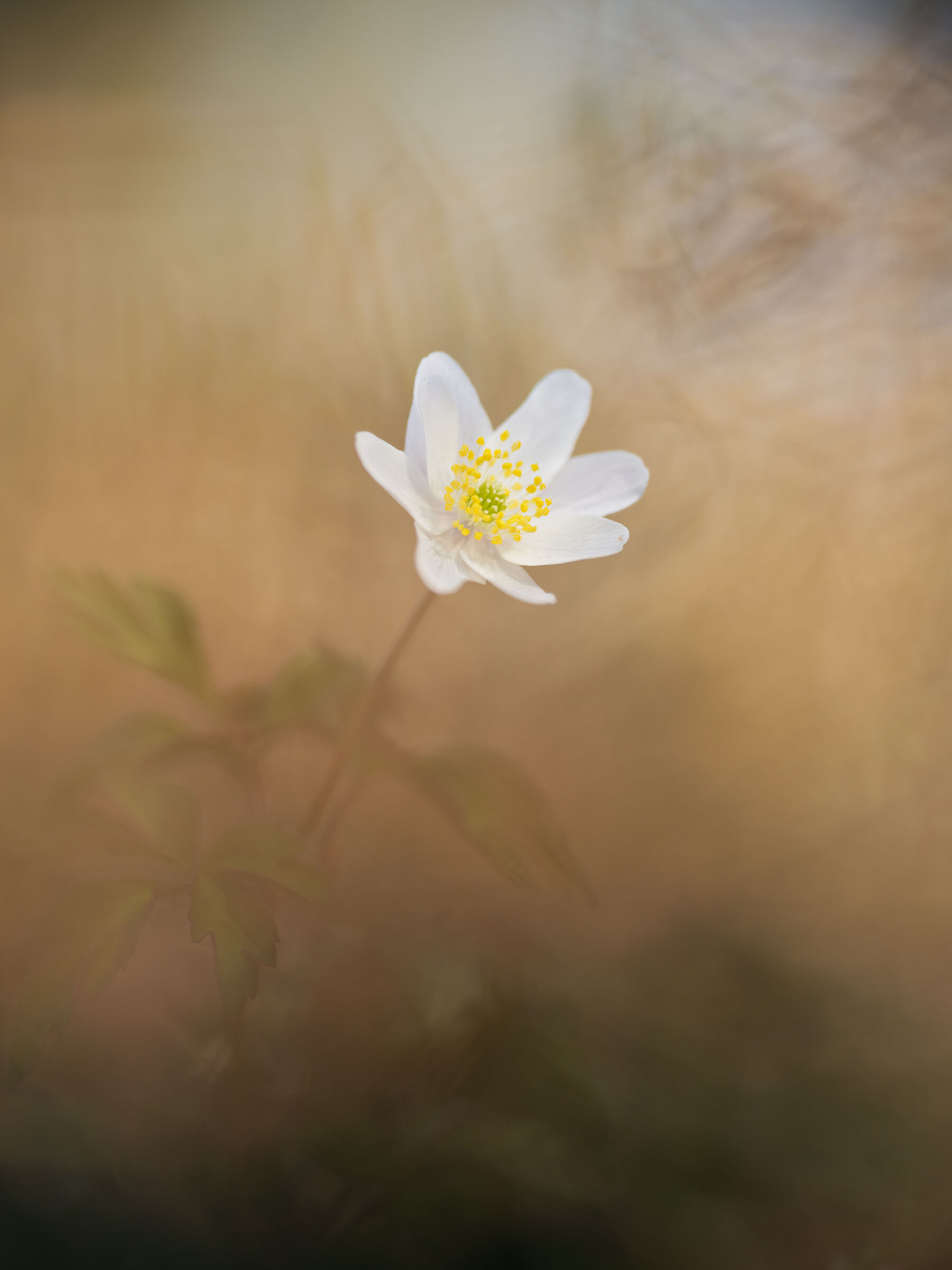 Anemone nemorosa