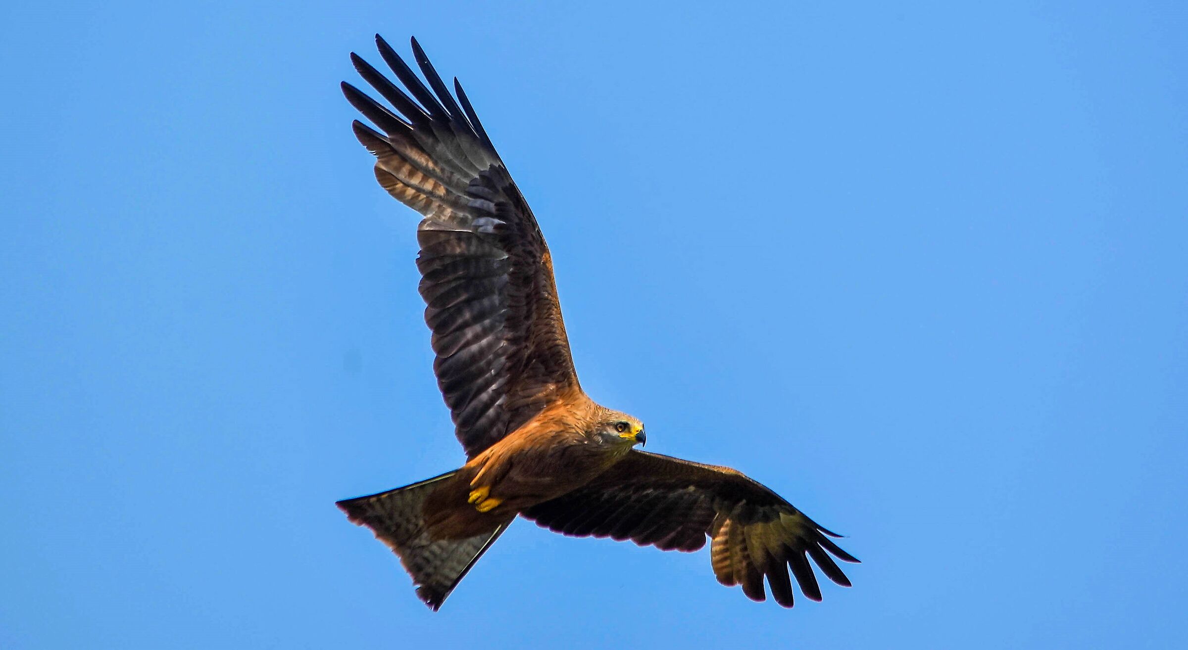 Black kite