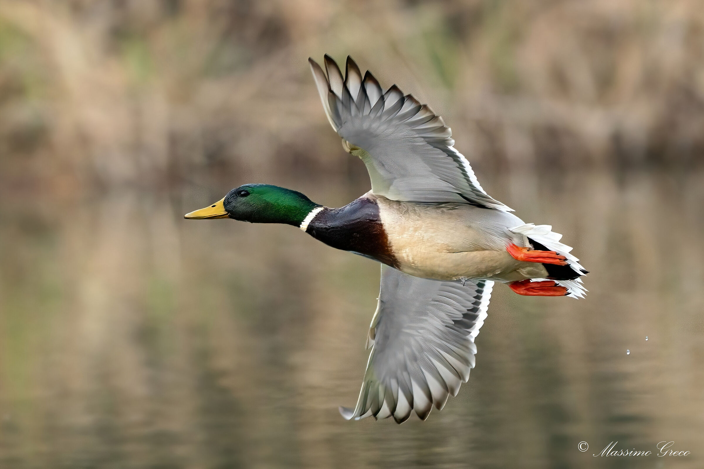 Germano reale (Anas platyrhynchos)