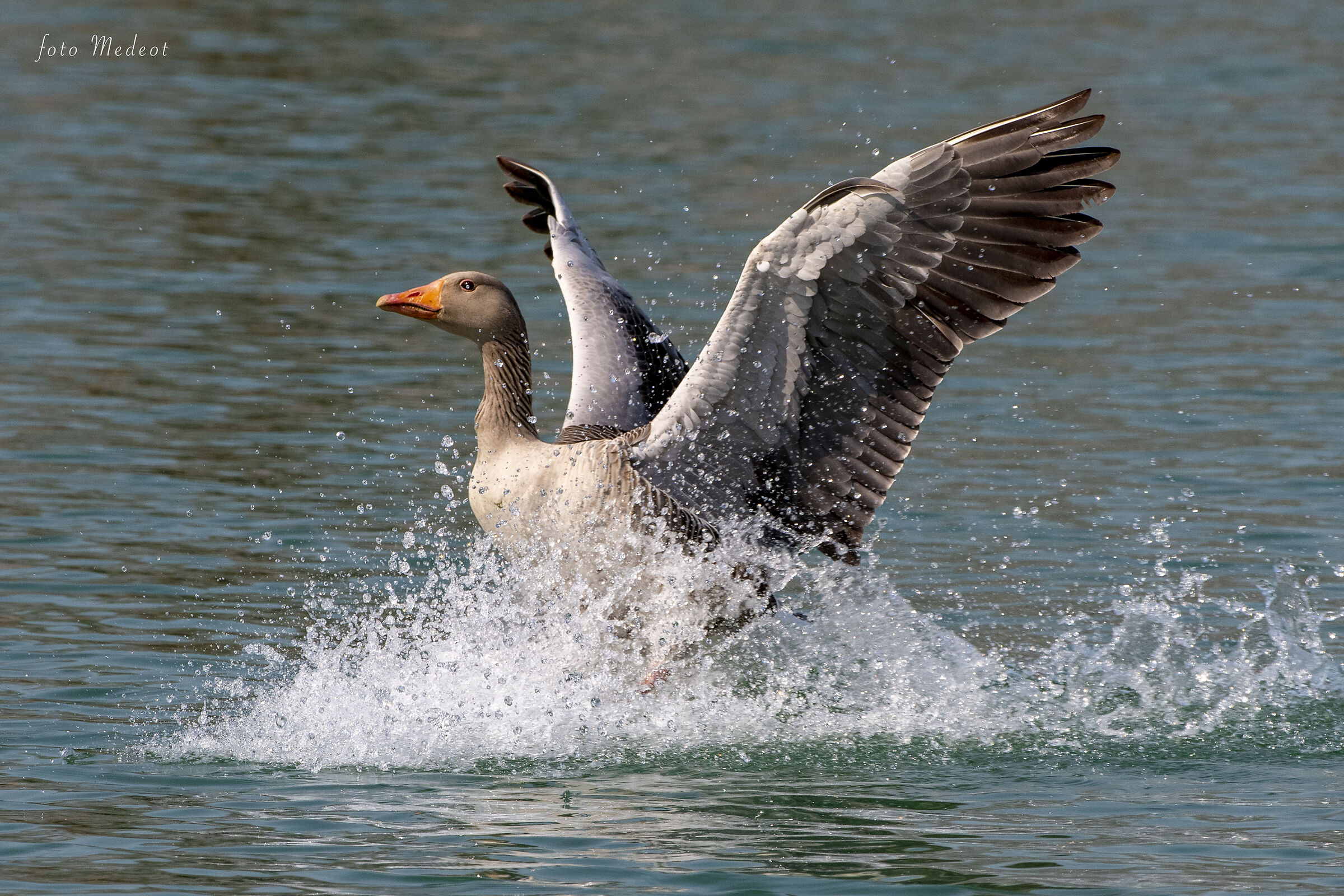 Oca selvatica in arrivo